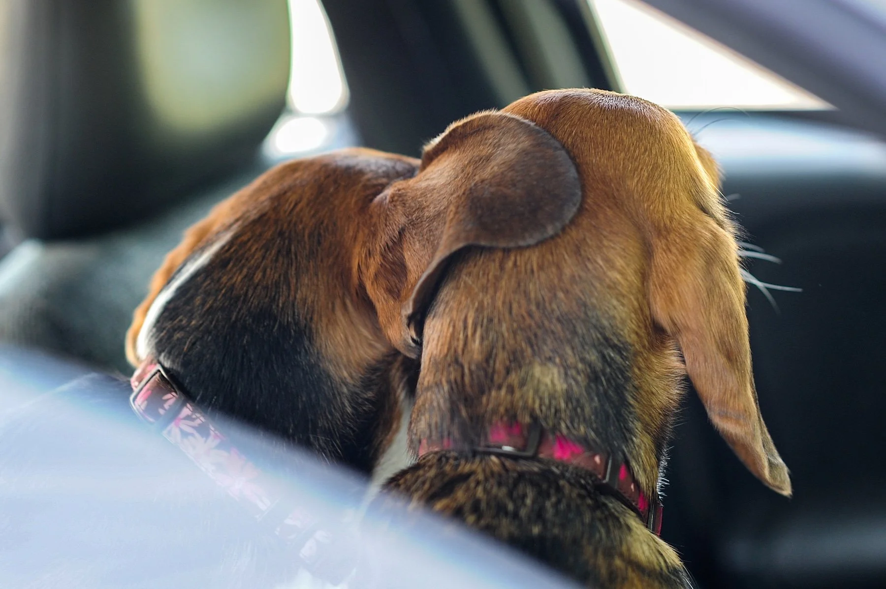 Joy as rescue groups agree to buy 1,500 beagles from Ridglan Farms