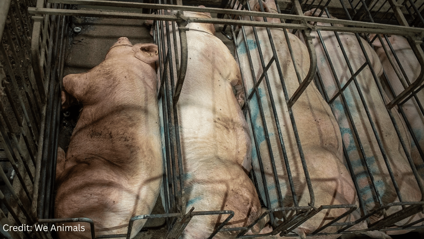 A Setback for Animals in the House. The Fight Now Moves to the Senate.