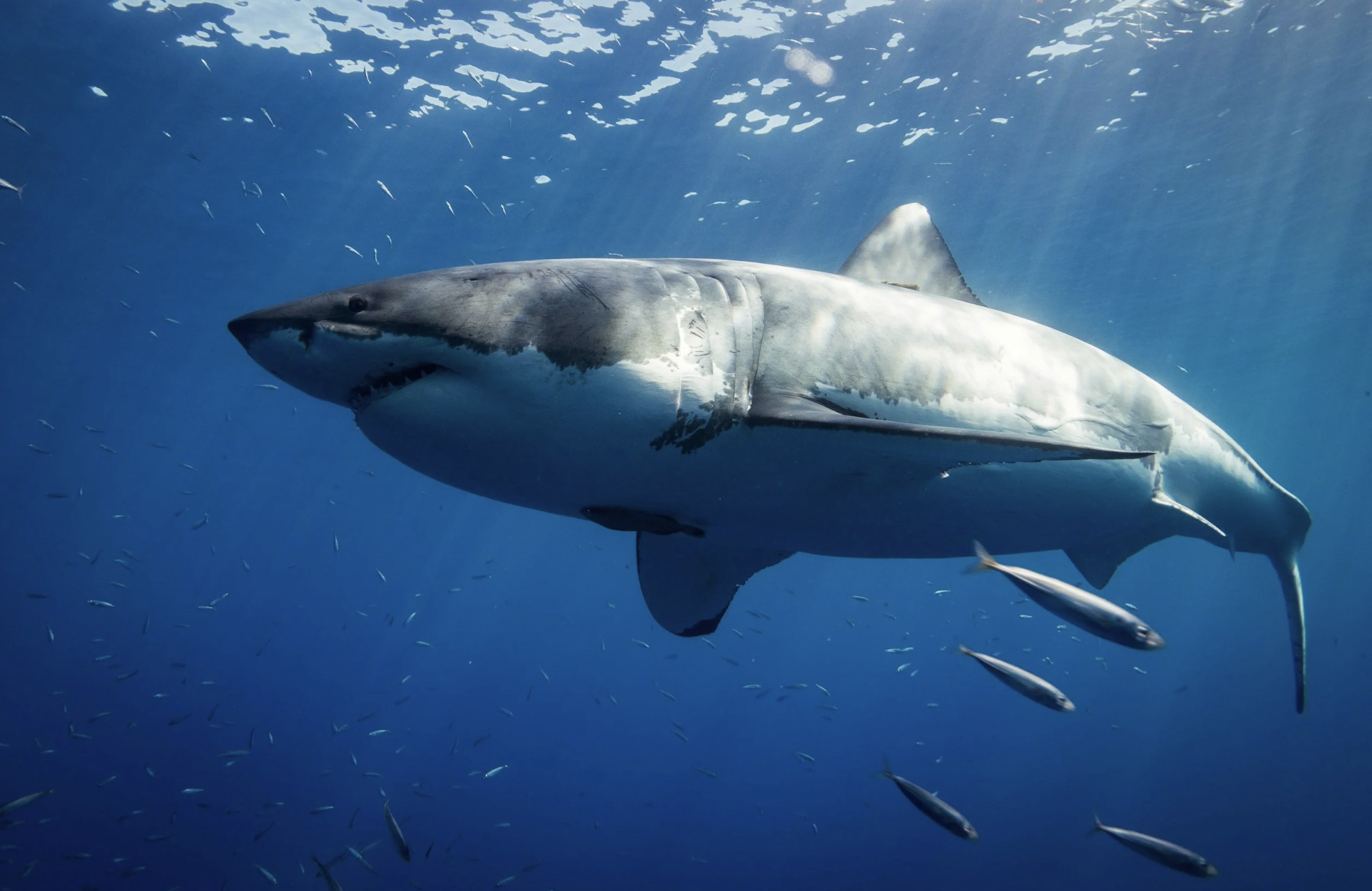 Sharks and tuna in danger due to overheating