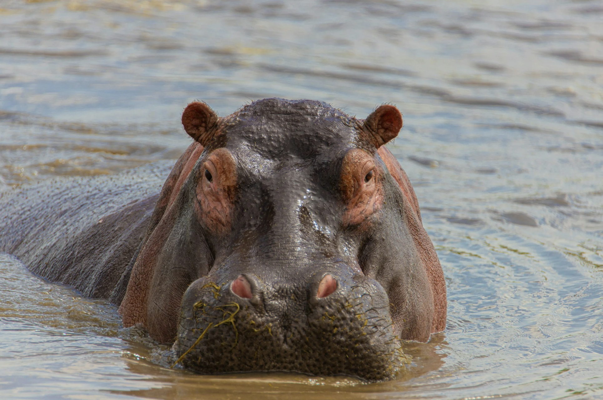 80 hippos may be spared from Colombian cull&nbsp;