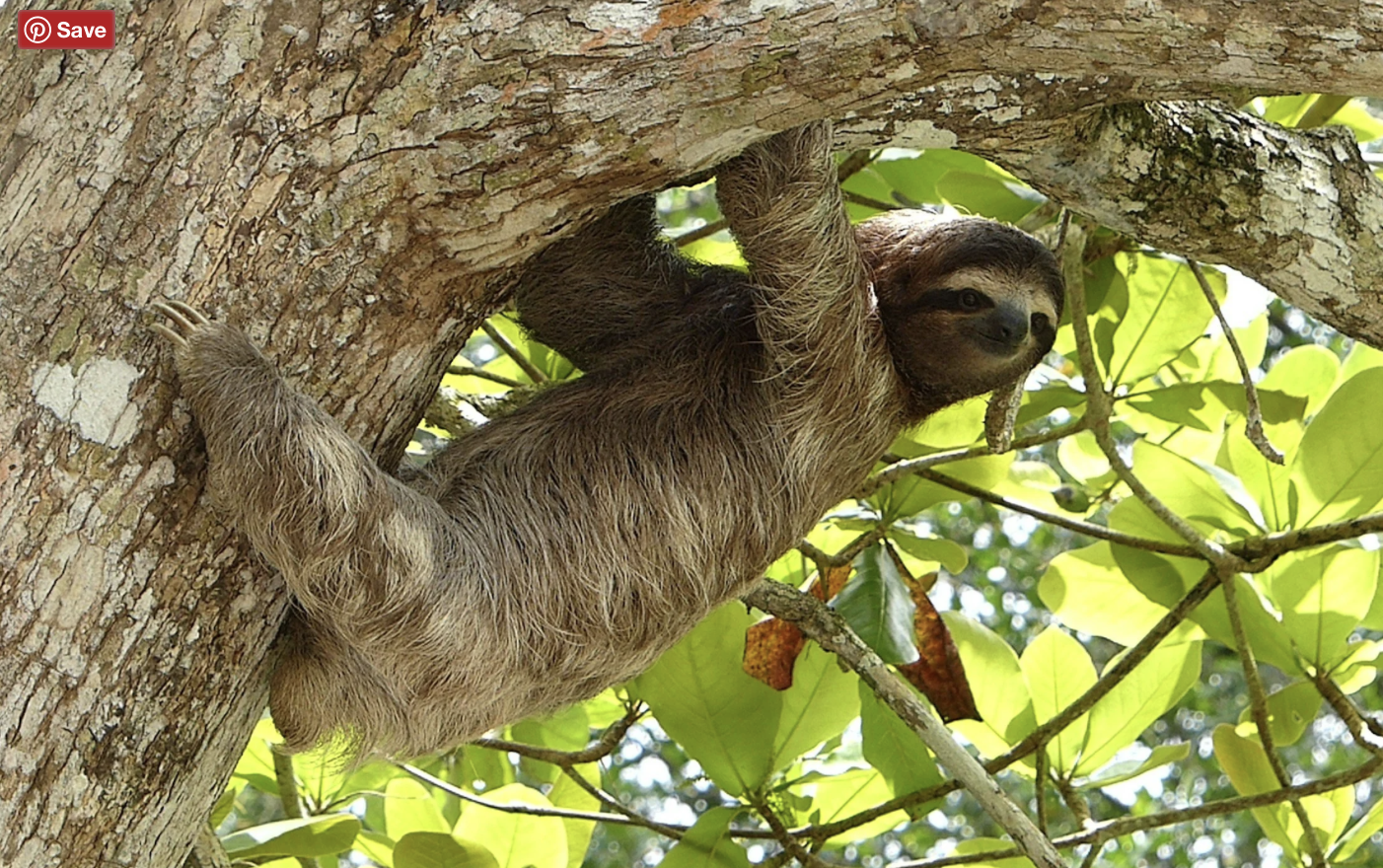 Calls for criminal investigation after mass fatalities at Sloth World Orlando