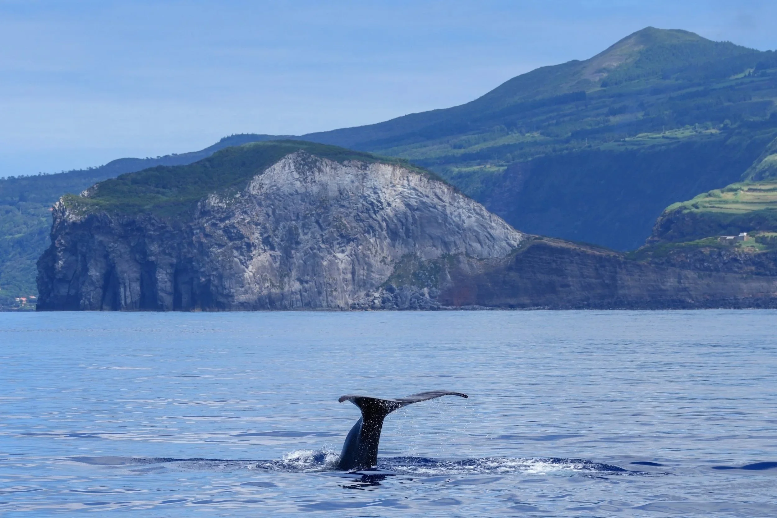 Iceland's Reduced Whaling Quotas Are Not Enough