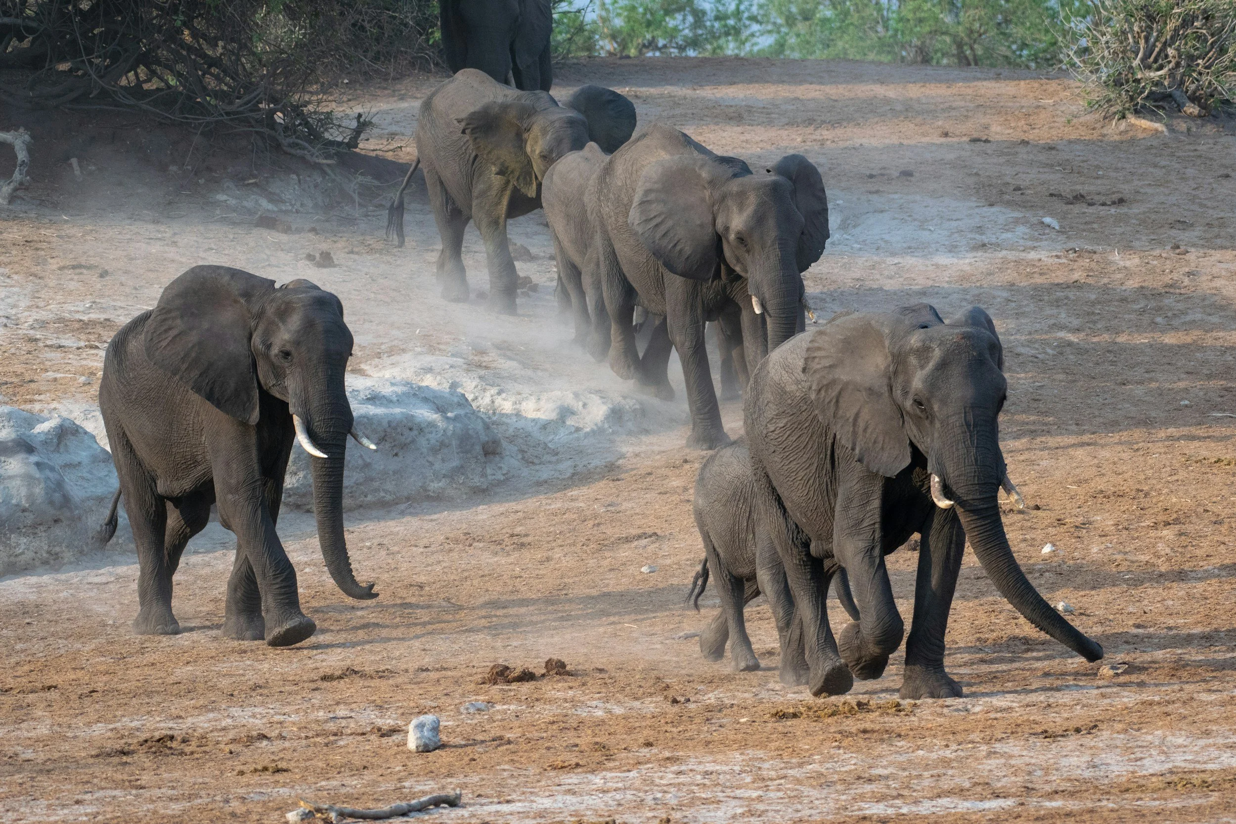 Imports of elephant ‘trophies’ to the U.S.&nbsp;have soared during Trump’s second term