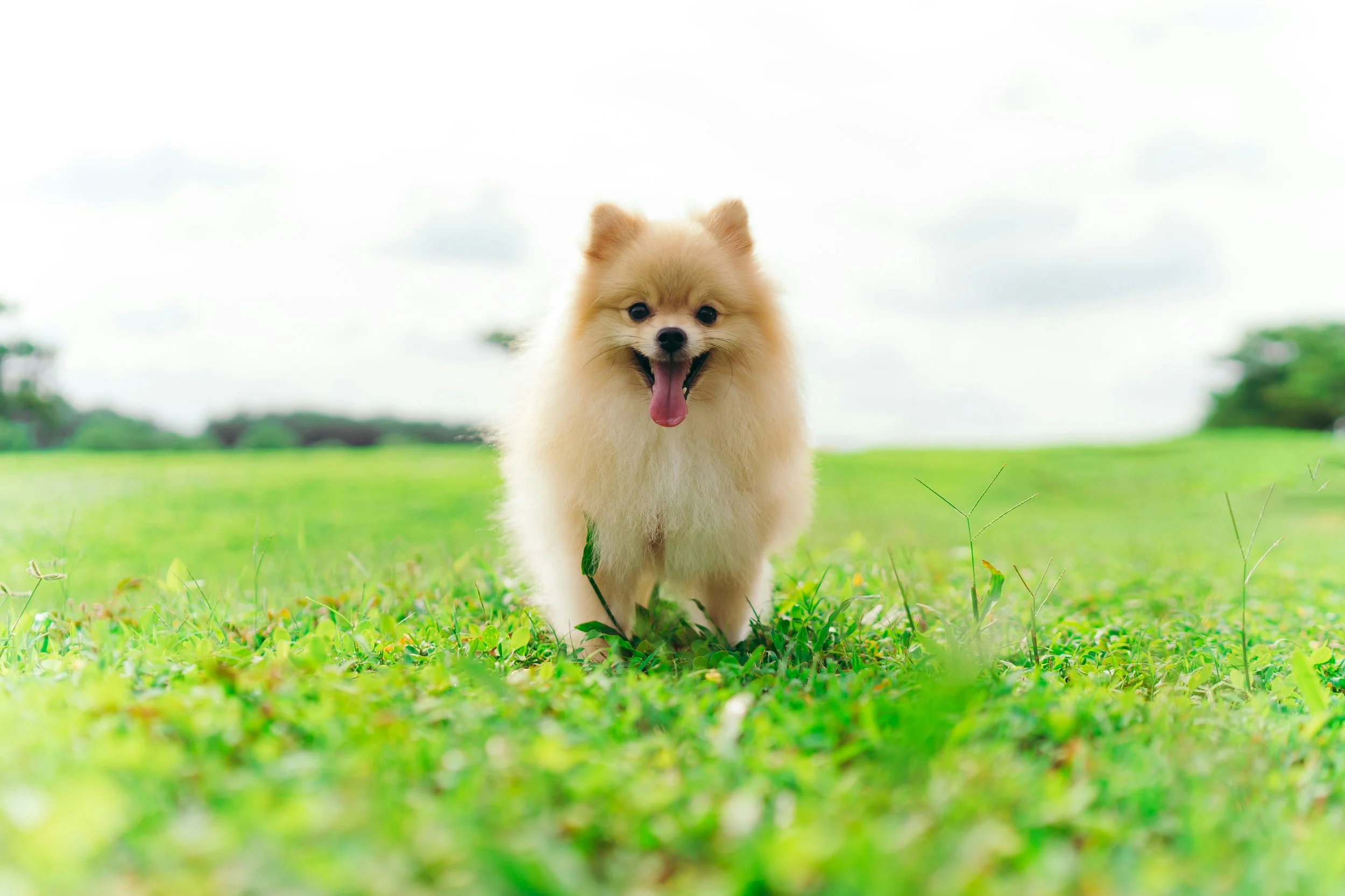 Despite AKC Opposition, Colorado Says No to Puppy Mills and Bans Cat and Dog Sales in Pet Stores