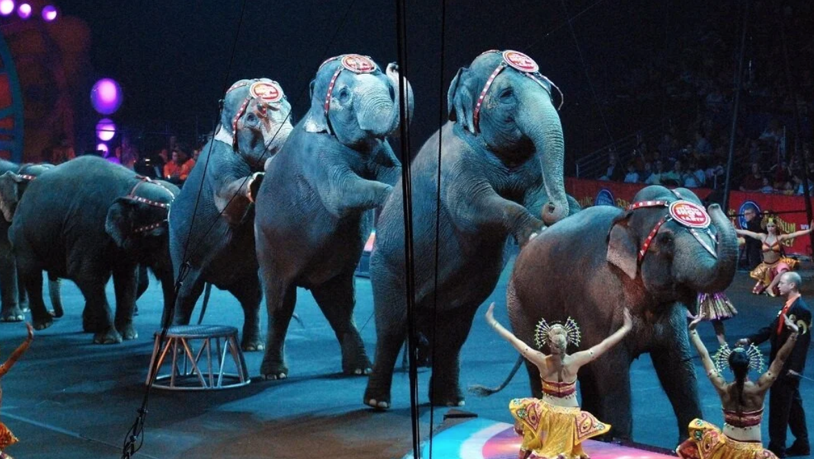 Two More States Take Action Against Cruel Traveling Animal Acts