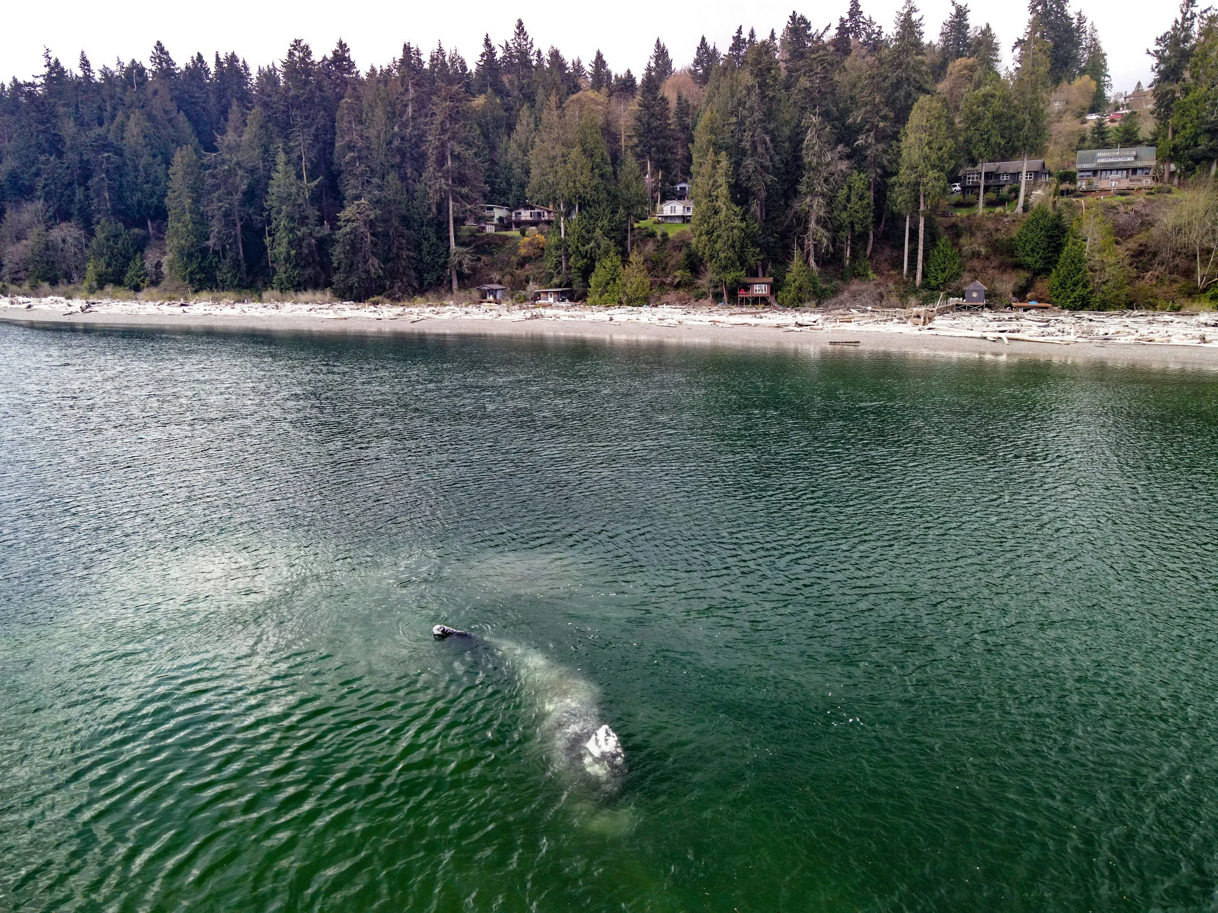 More dead whales continue washing up along the West Coast
