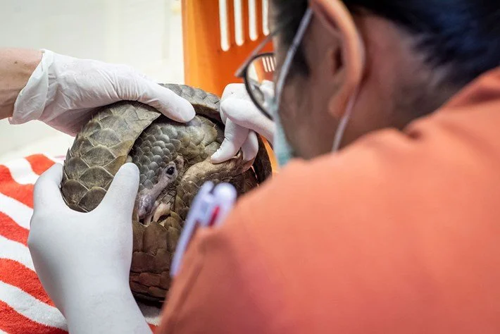 New DNA-based research can help combat the illegal pangolin trade