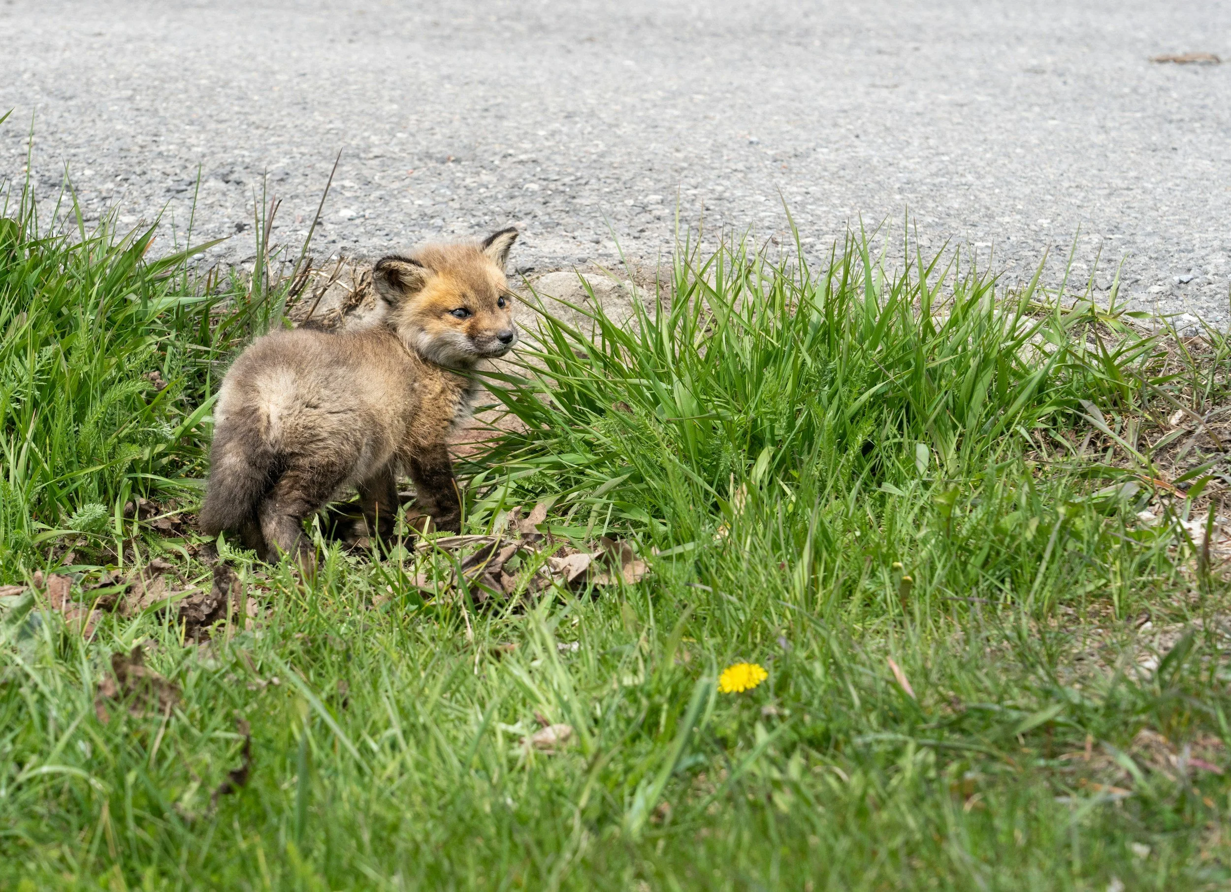 How to help injured or orphaned baby animals, according to wildlife experts