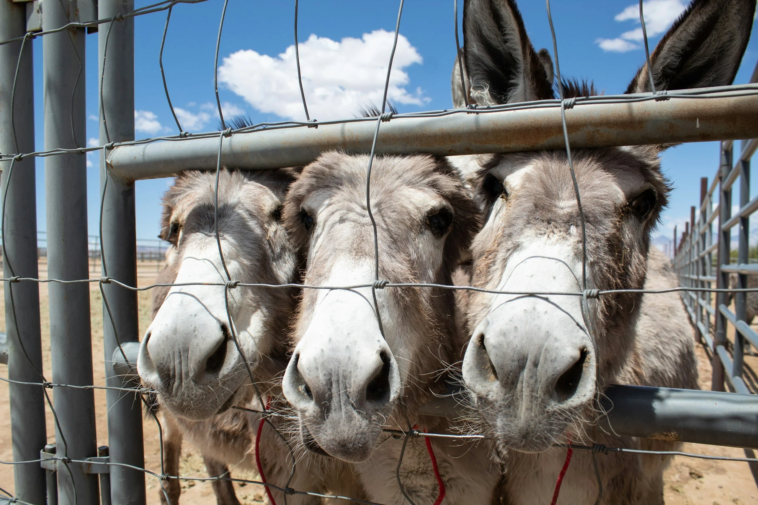 Brazil creates cultivated version of donkey collagen