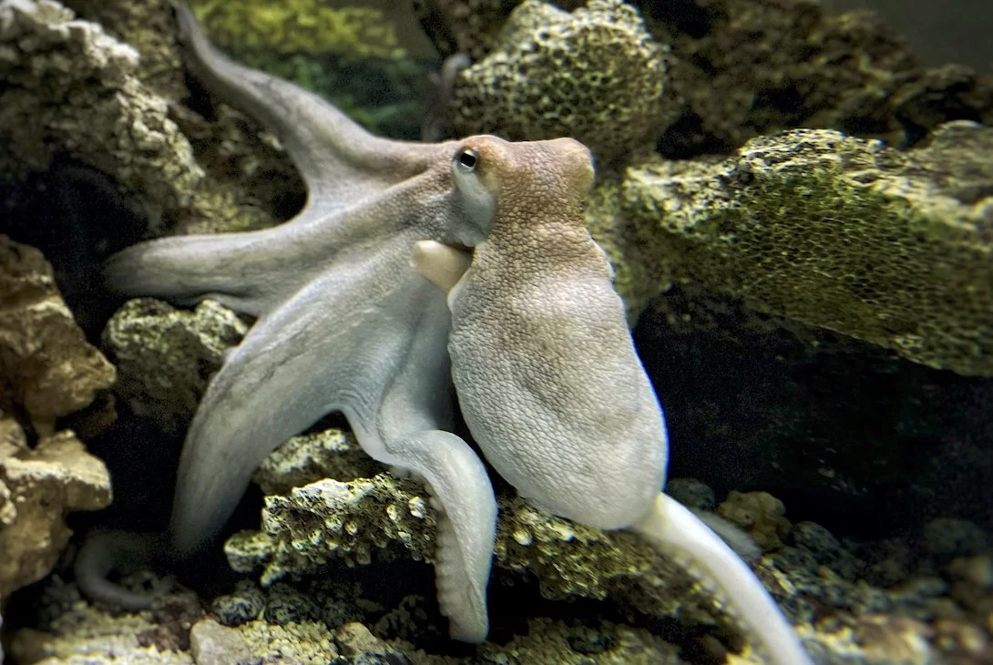Progress for Octopuses! New York State Legislature Passes Octopus Farming Ban
