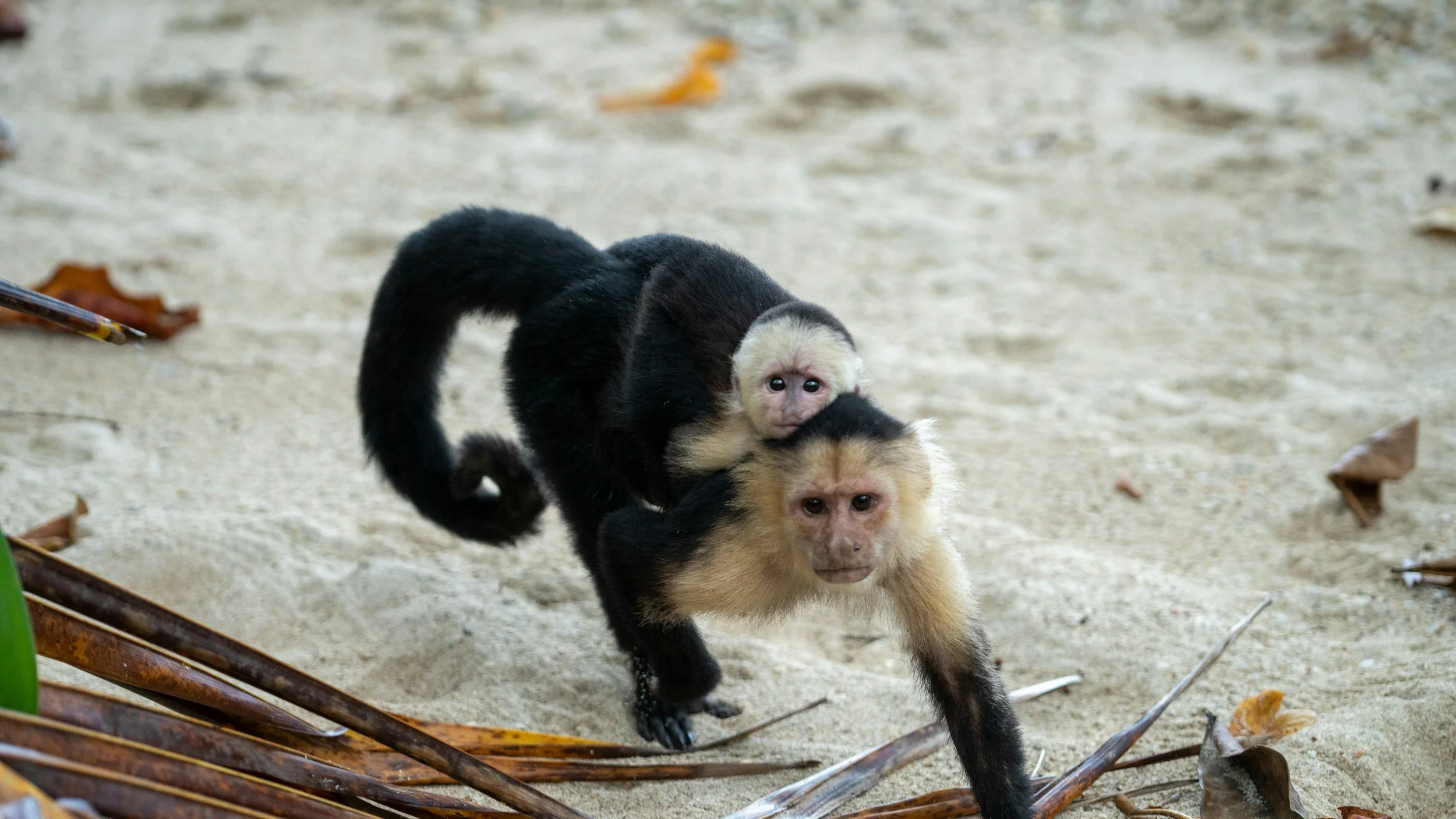 New report reveals surge in primate pet sales across social media