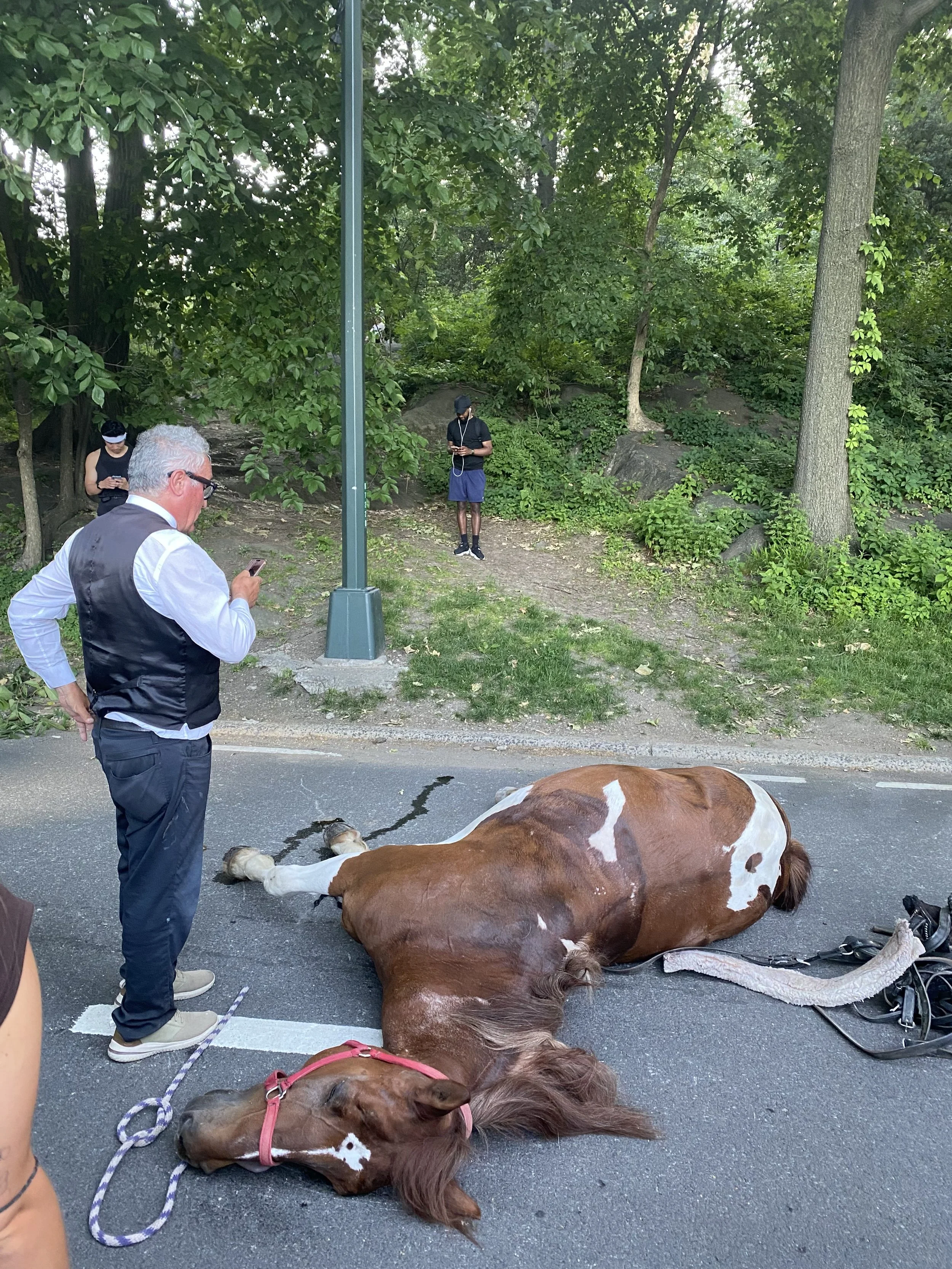 Another Horse Dead: Central Park Tragedy Intensifies Fight Over Carriage Ban