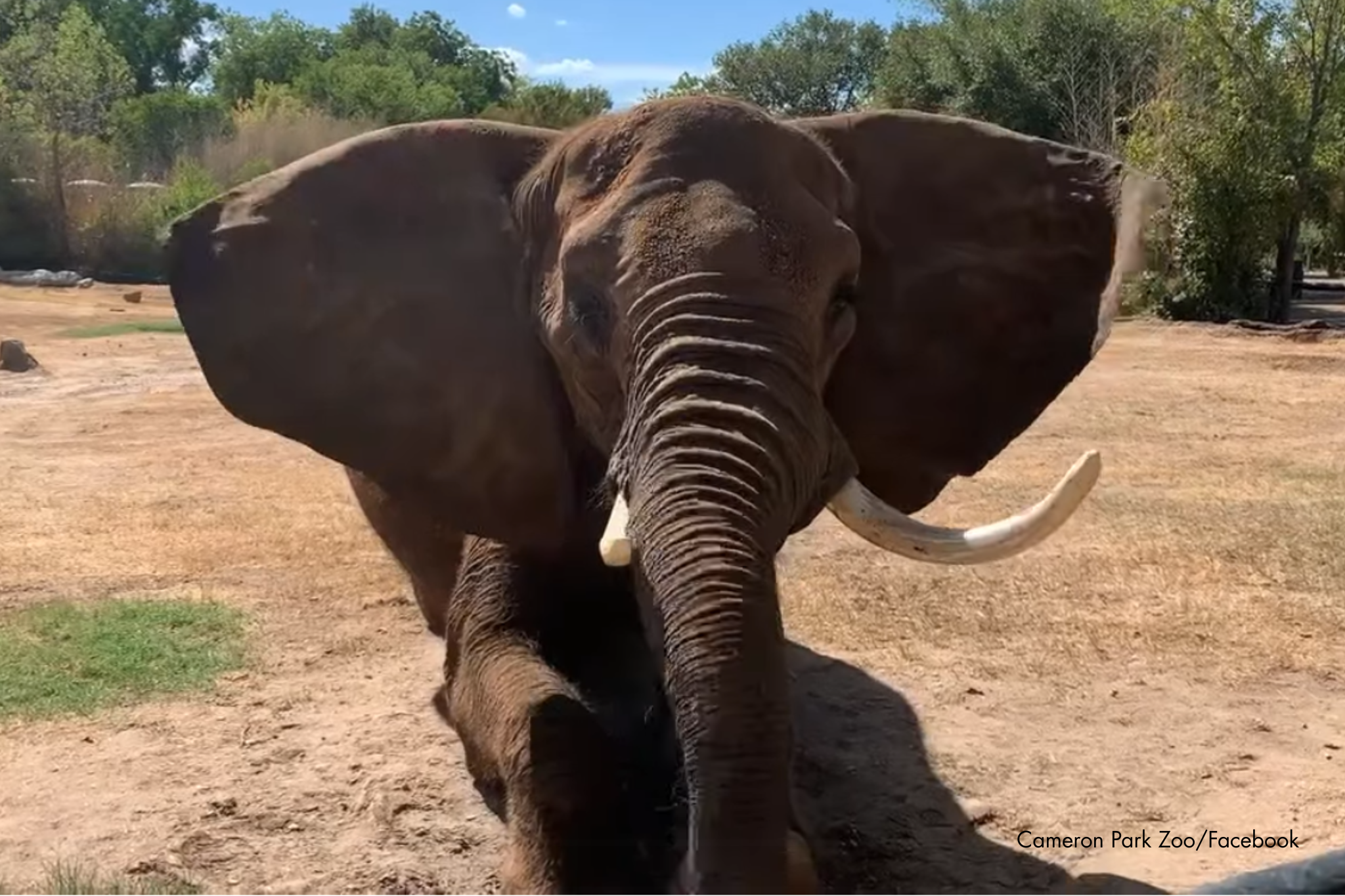 The Last Elephant: A Victory for Future Elephants, but the Fight Is Far From Over