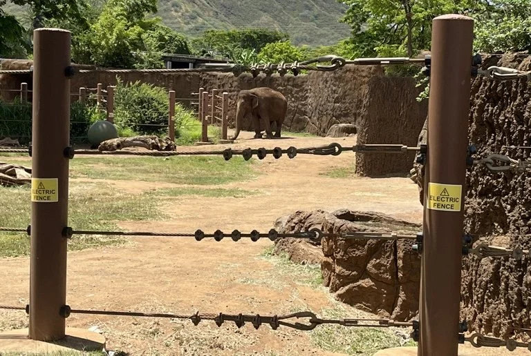 Hawaiʻi becomes the third state in the nation where the highest court will hear a case on behalf of captive elephants