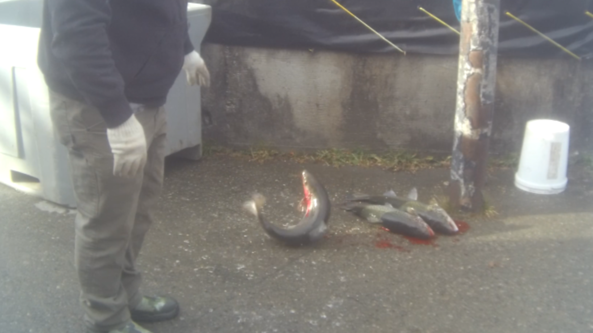 Undercover video exposes salmon being clubbed to death at certified Maine fish farm