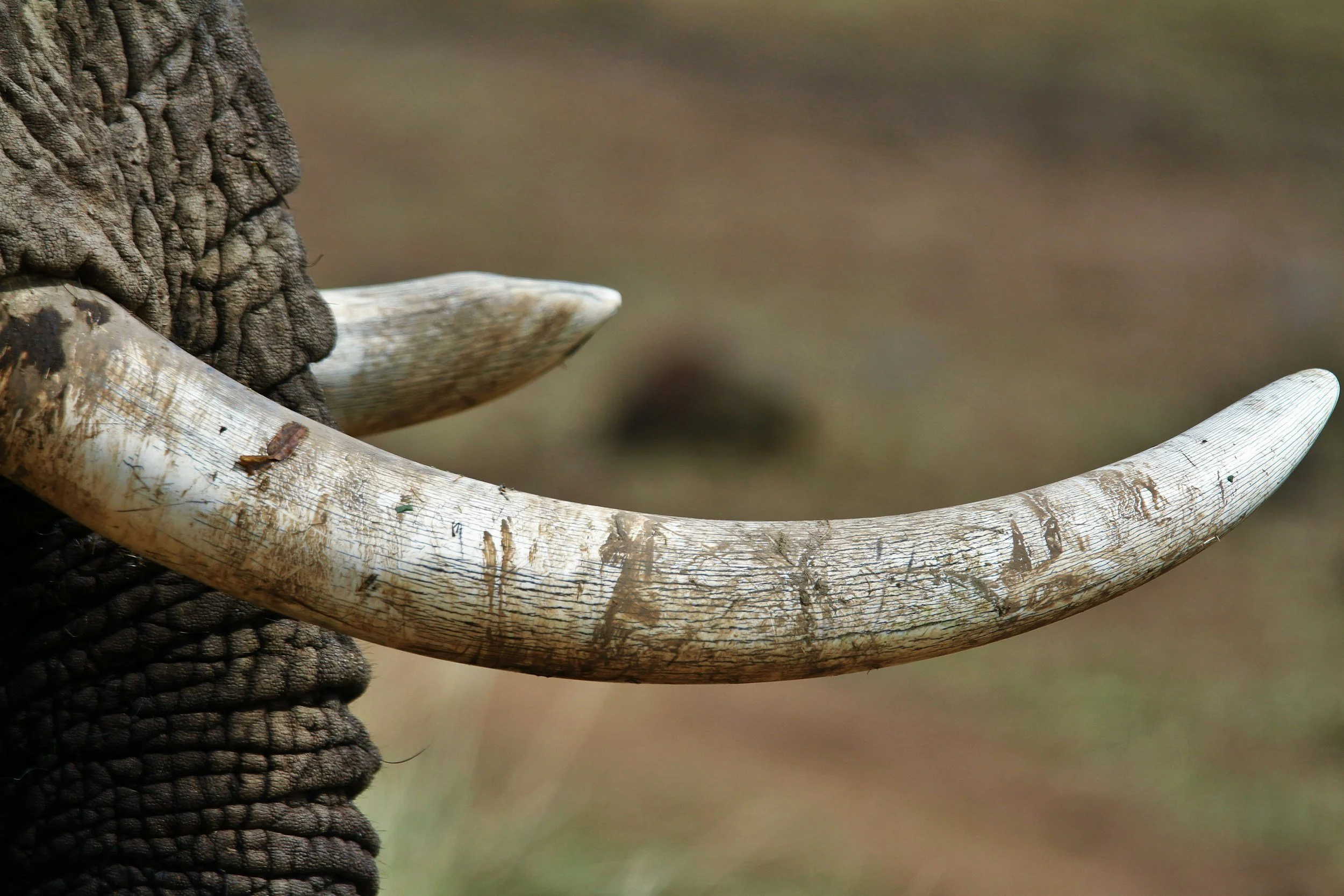 Huge ivory seizure in Tanzania raises questions about follow-up investigations and prosecutions