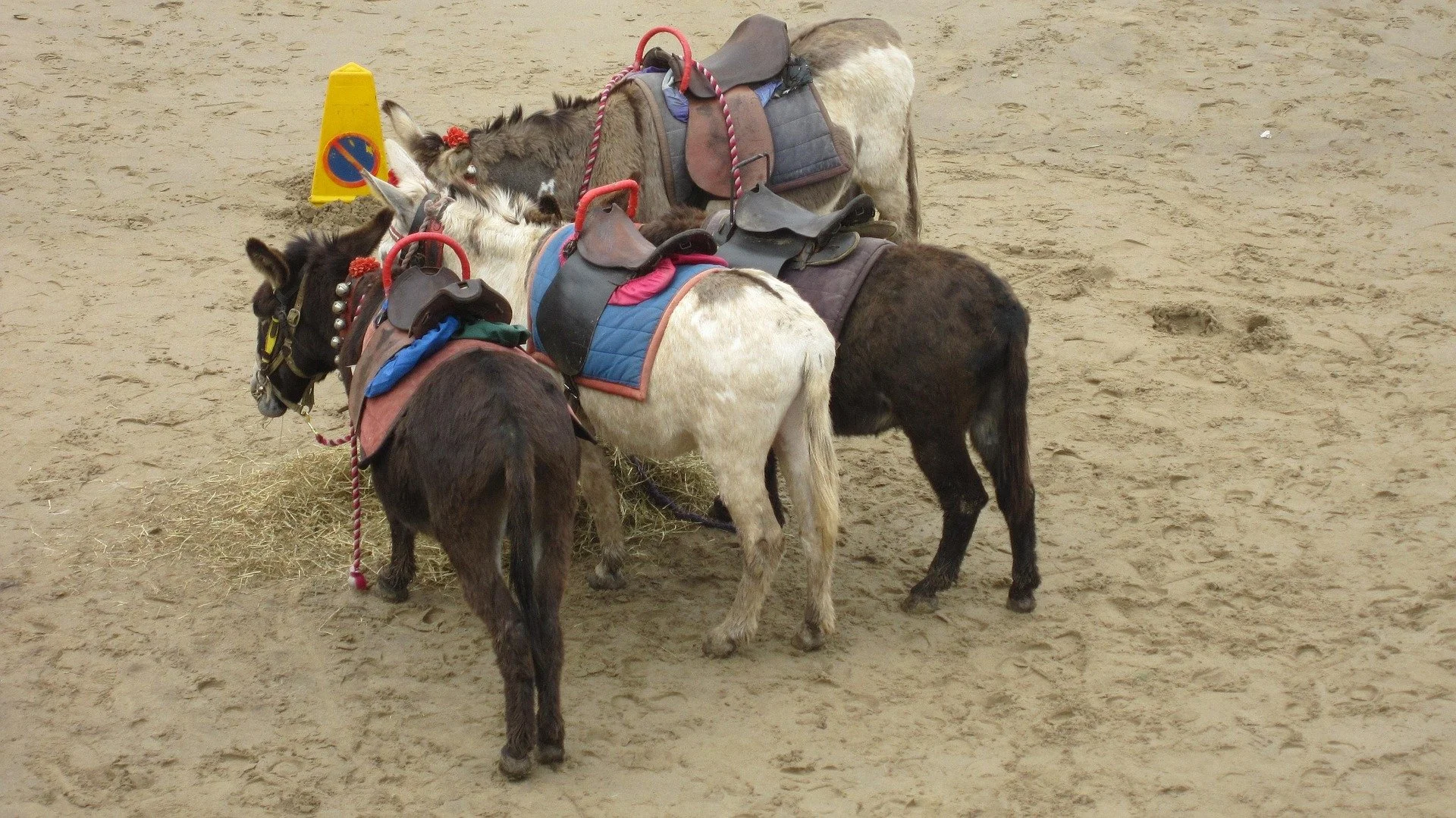 Donkey rides are now banned on one of Wales’ most popular beaches