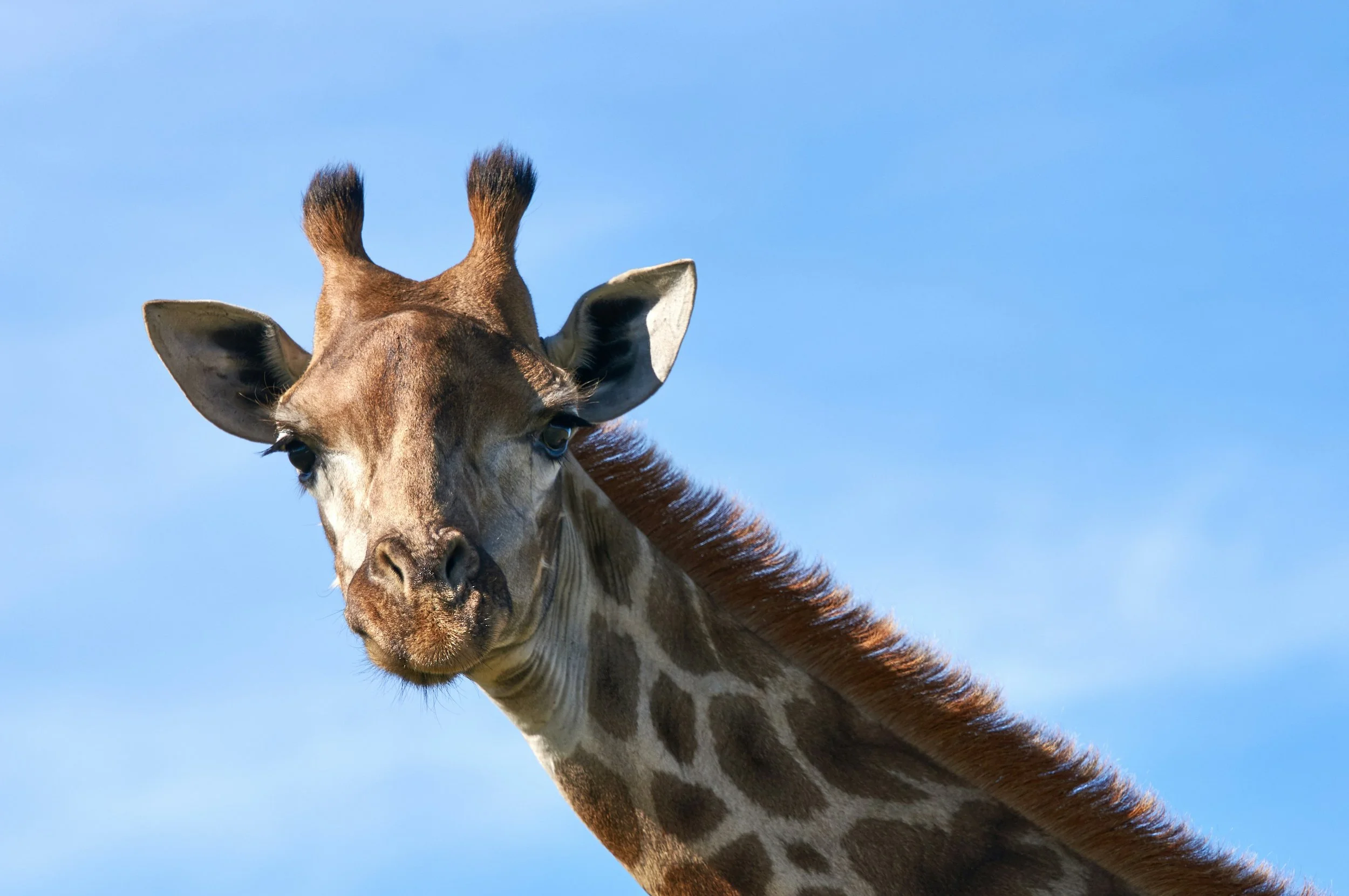The Dark Side of Gracie the Giraffe's Great Escape