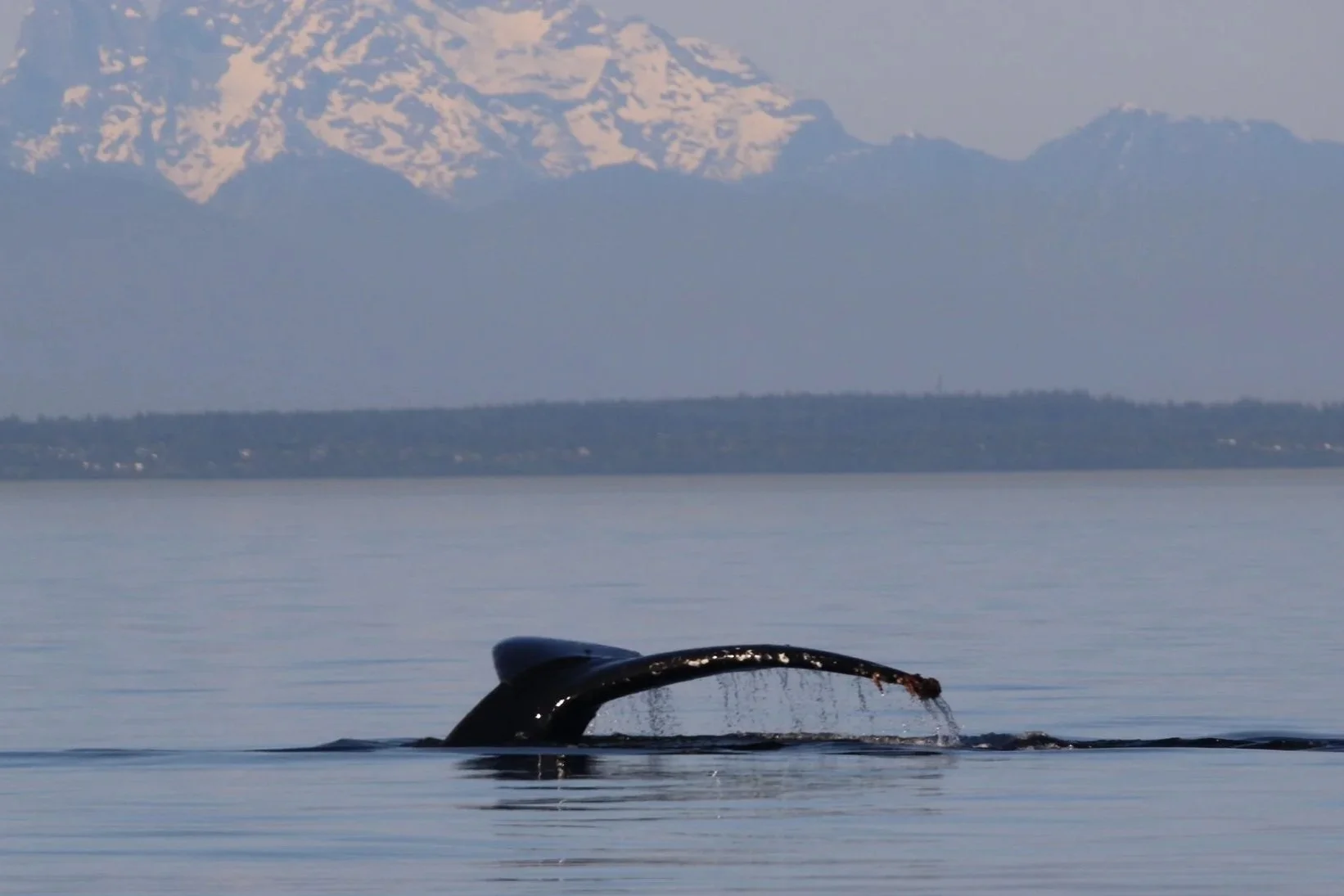 Iceland Is Back to Slaughtering Whales