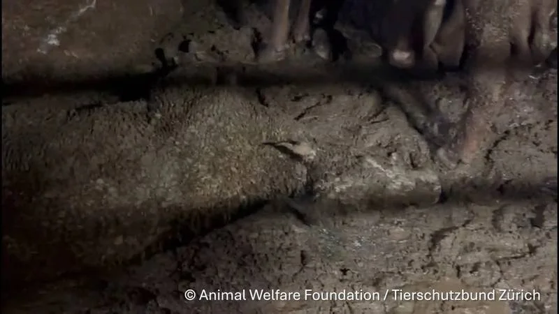 octobe2sourceanimalwelfarefoundation.jpg