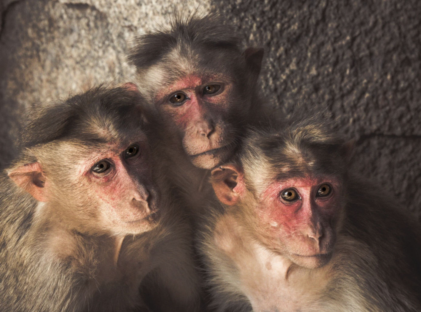 ‘Like sending people to Rikers Island for vacation’: inside the monkey breeding company now running its own retirement program