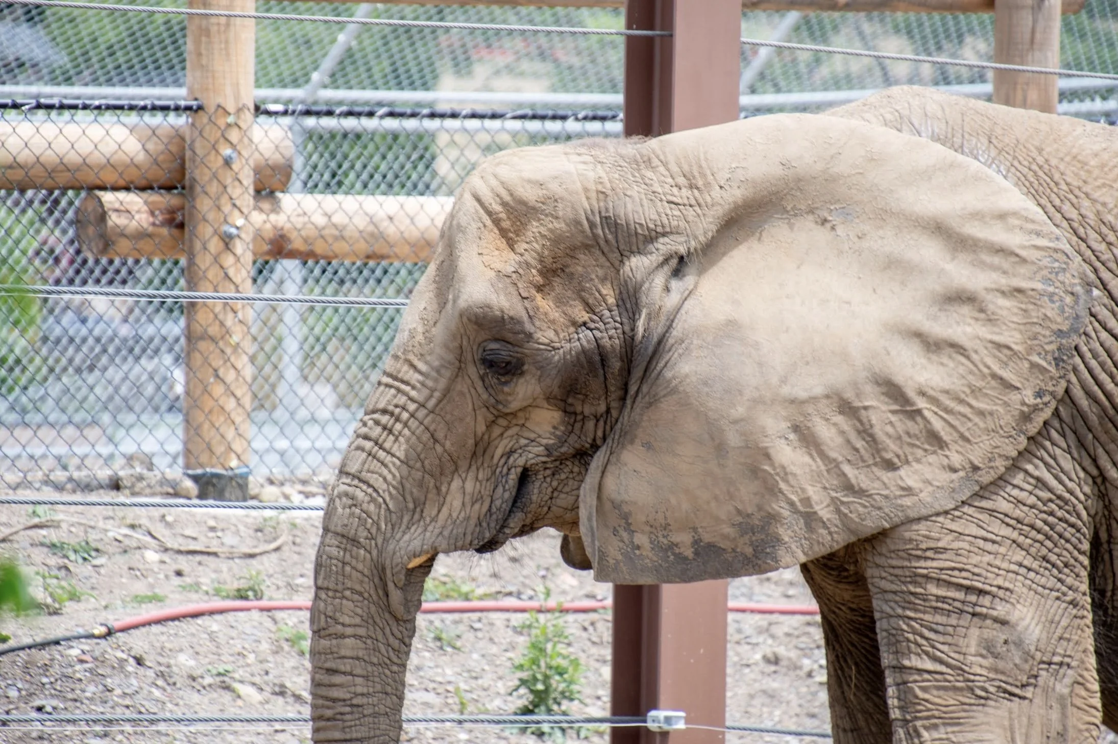 The Pittsburgh Zoo Took Away Tasha's Entire Family—and Replaced Them With a Stranger