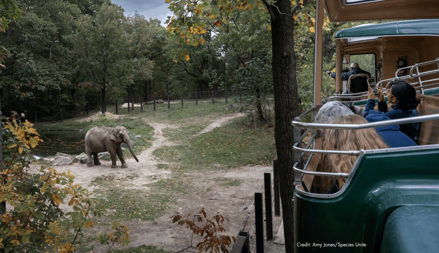 The Bronx Zoo Is Finally Considering Sanctuary for Patty