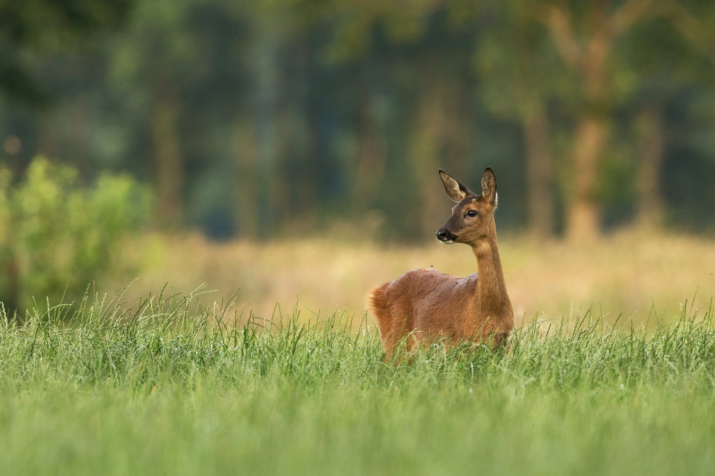The cultivated venison that could end deer hunting for food