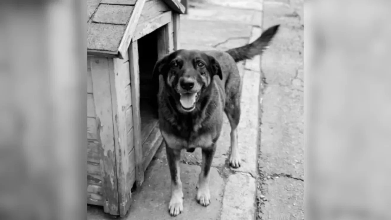 What happened to beloved community dog Orelha?