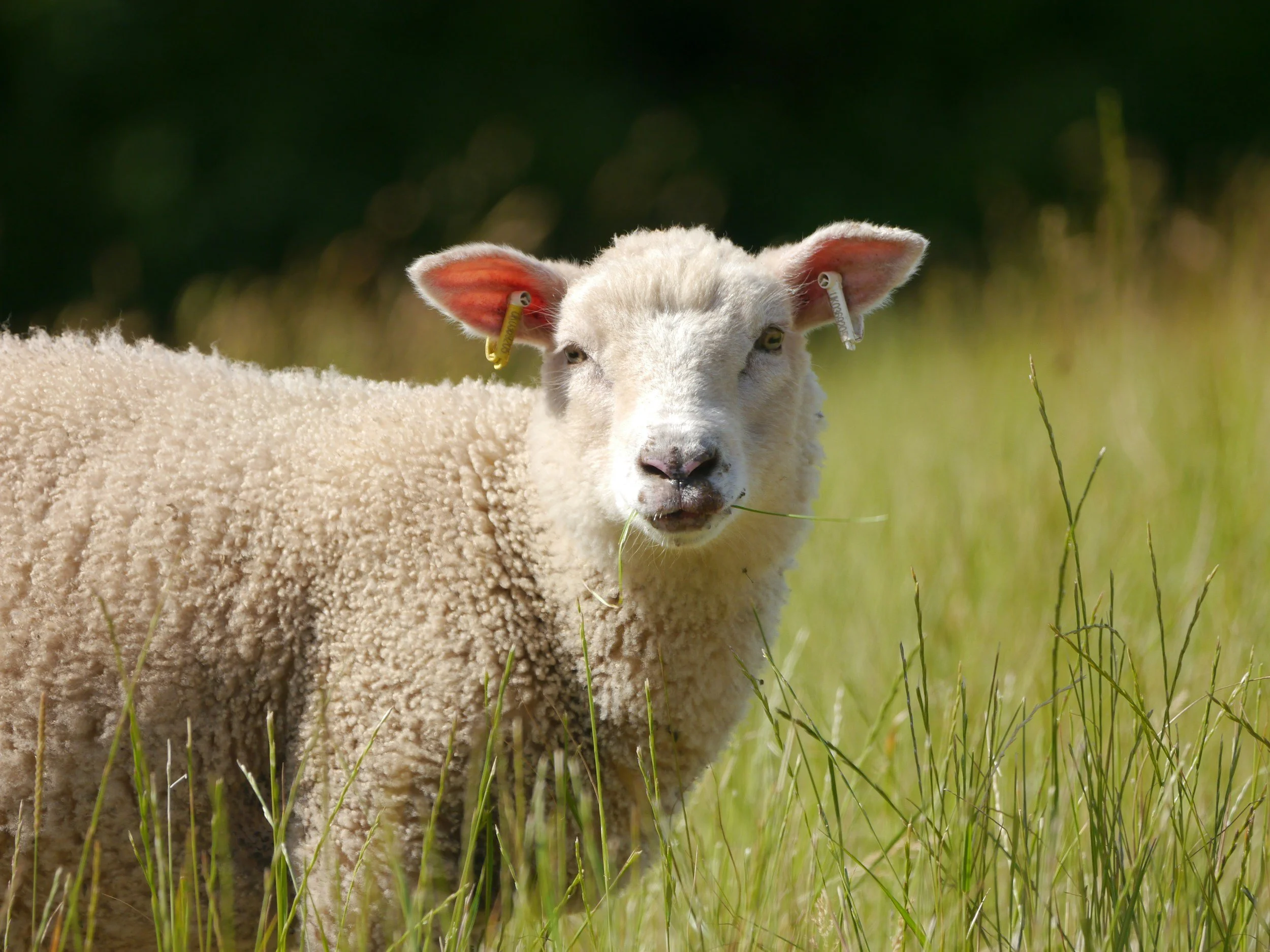Inside the legal fight for animal rights