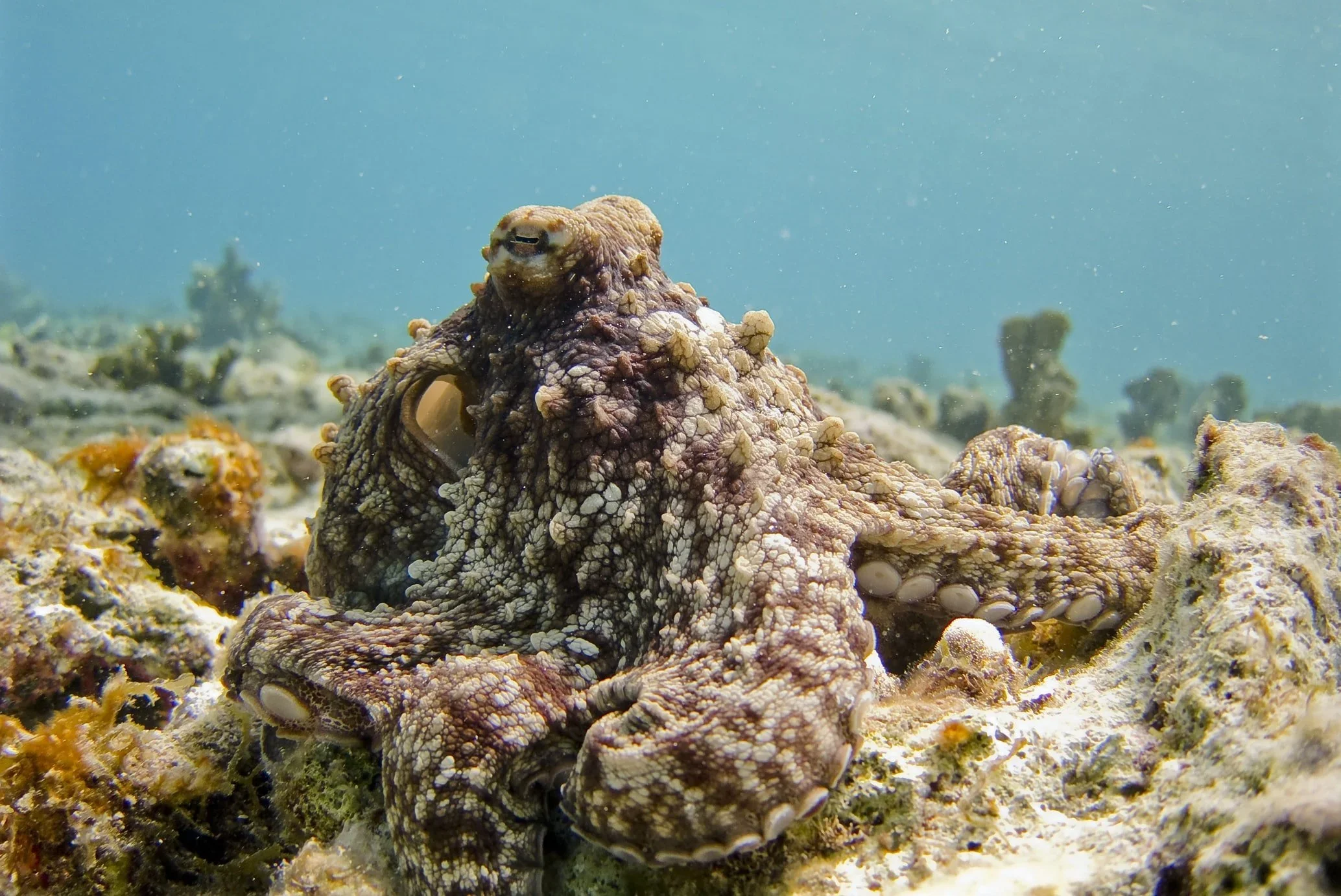 Victory! The World's First Commercial Octopus Farm Has Been Stopped