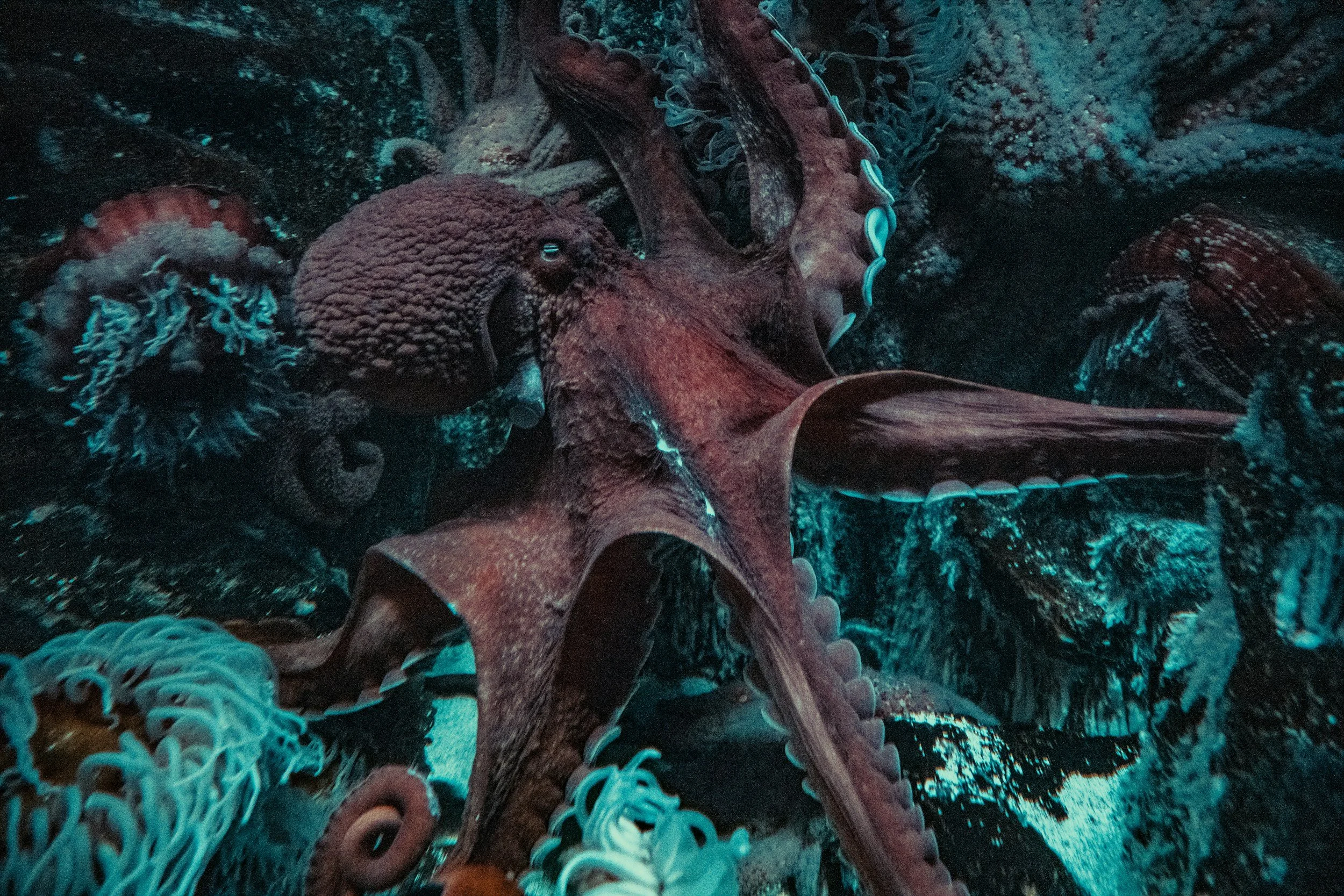 Plans to build the world’s first octopus farm are called off