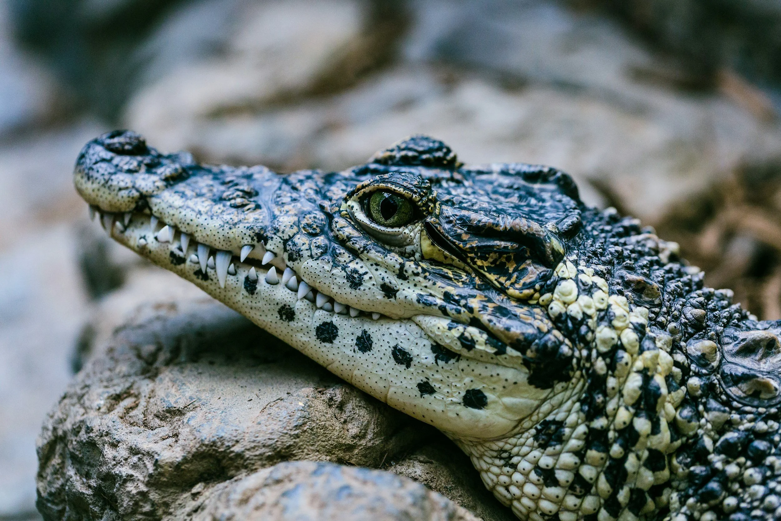 More than 2,200 dangerous wild animals are being kept legally in British homes, new report finds