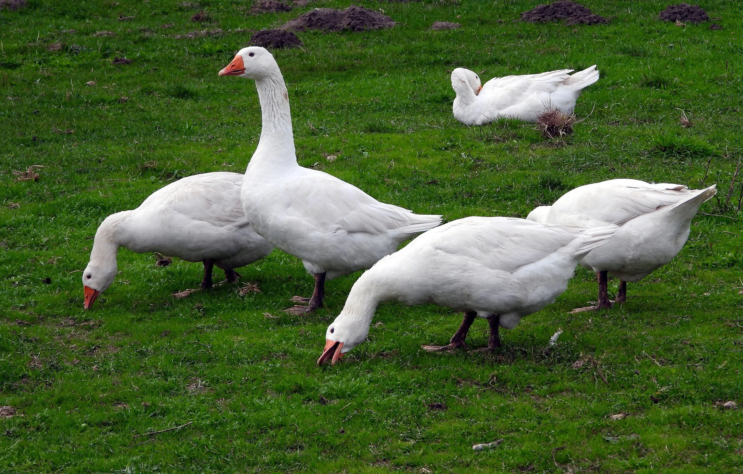 Brazil Makes History as the First Nation to Fully Ban Foie Gras