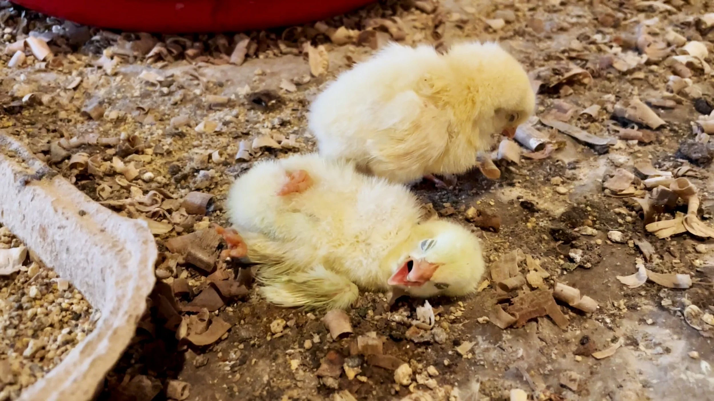 Baby chicks buried alive at Costco chicken supplier, new investigation reveals