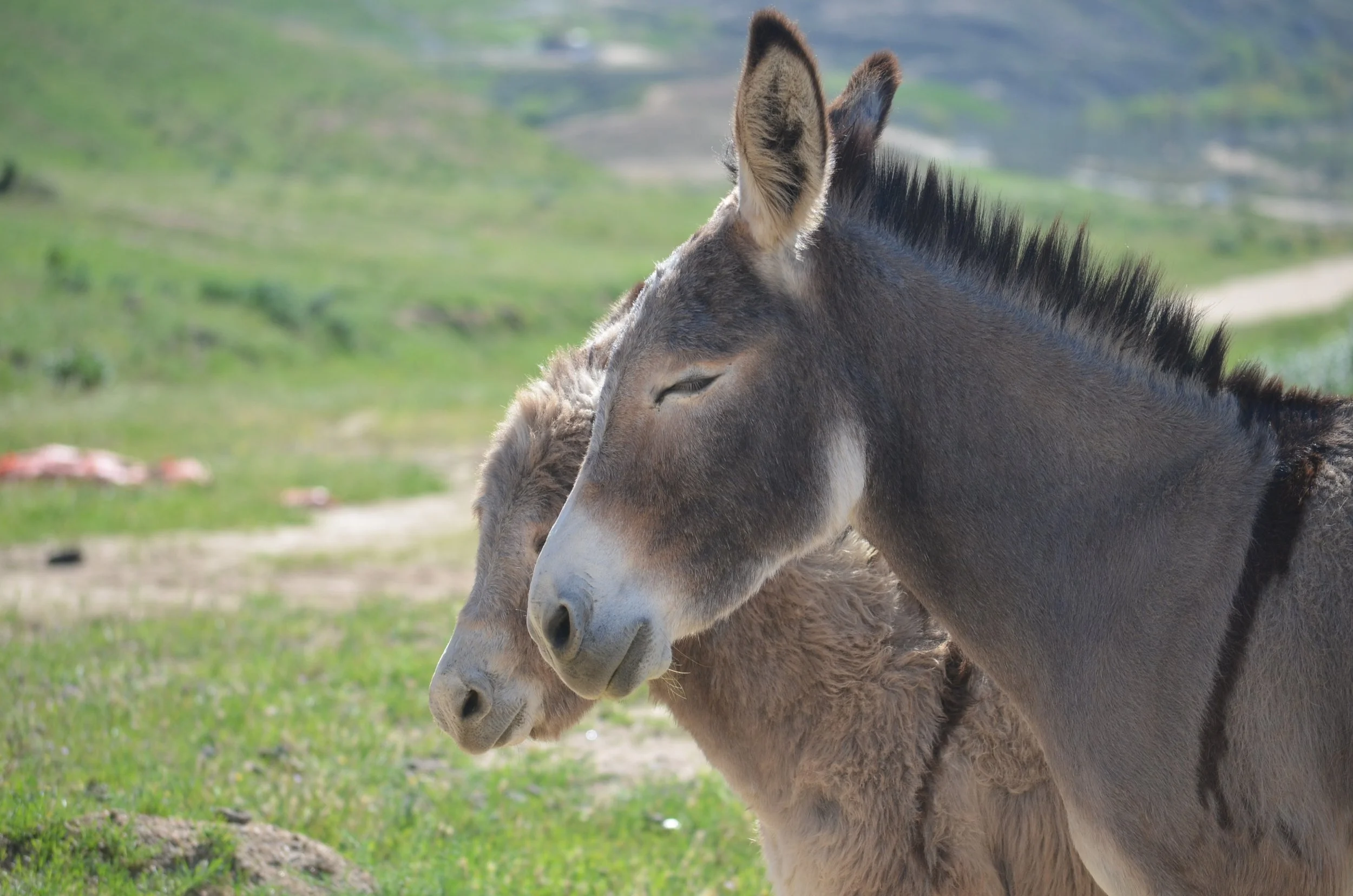 Progress for Donkeys! The Ejiao Act Gains Powerful New Support
