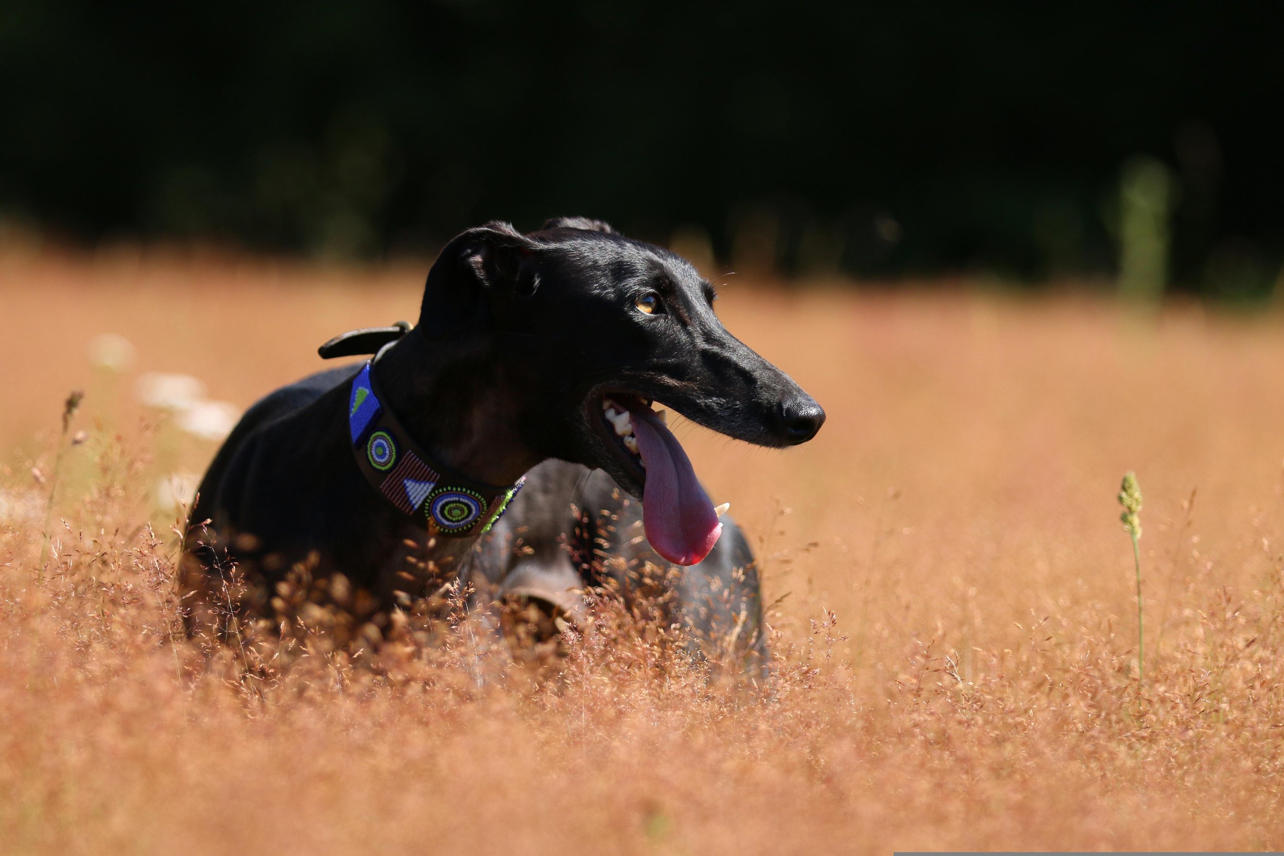 New Zealand Takes Historic Step for Dog Welfare