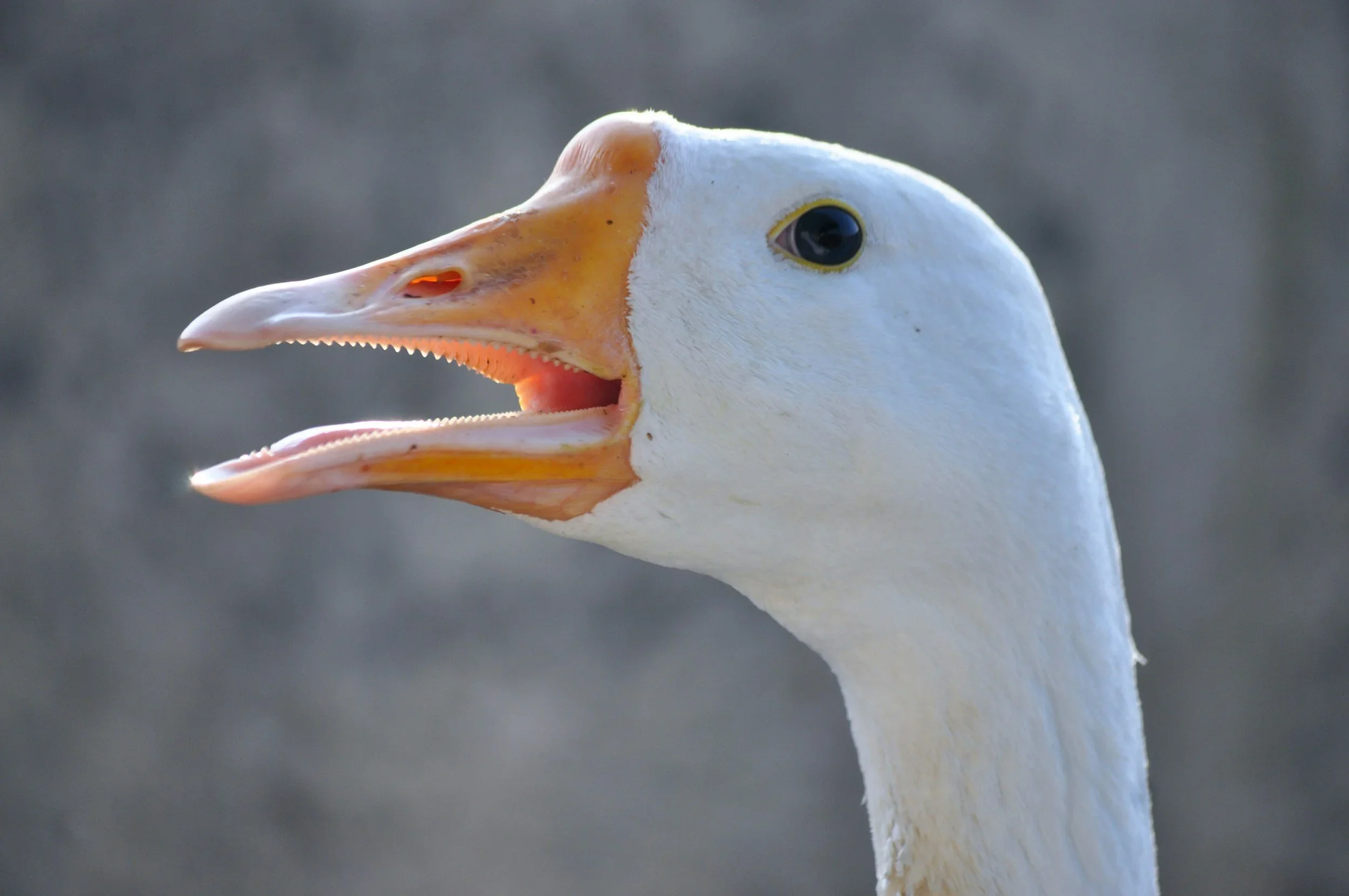 Brazil becomes the second country in the world to ban foie gras completely