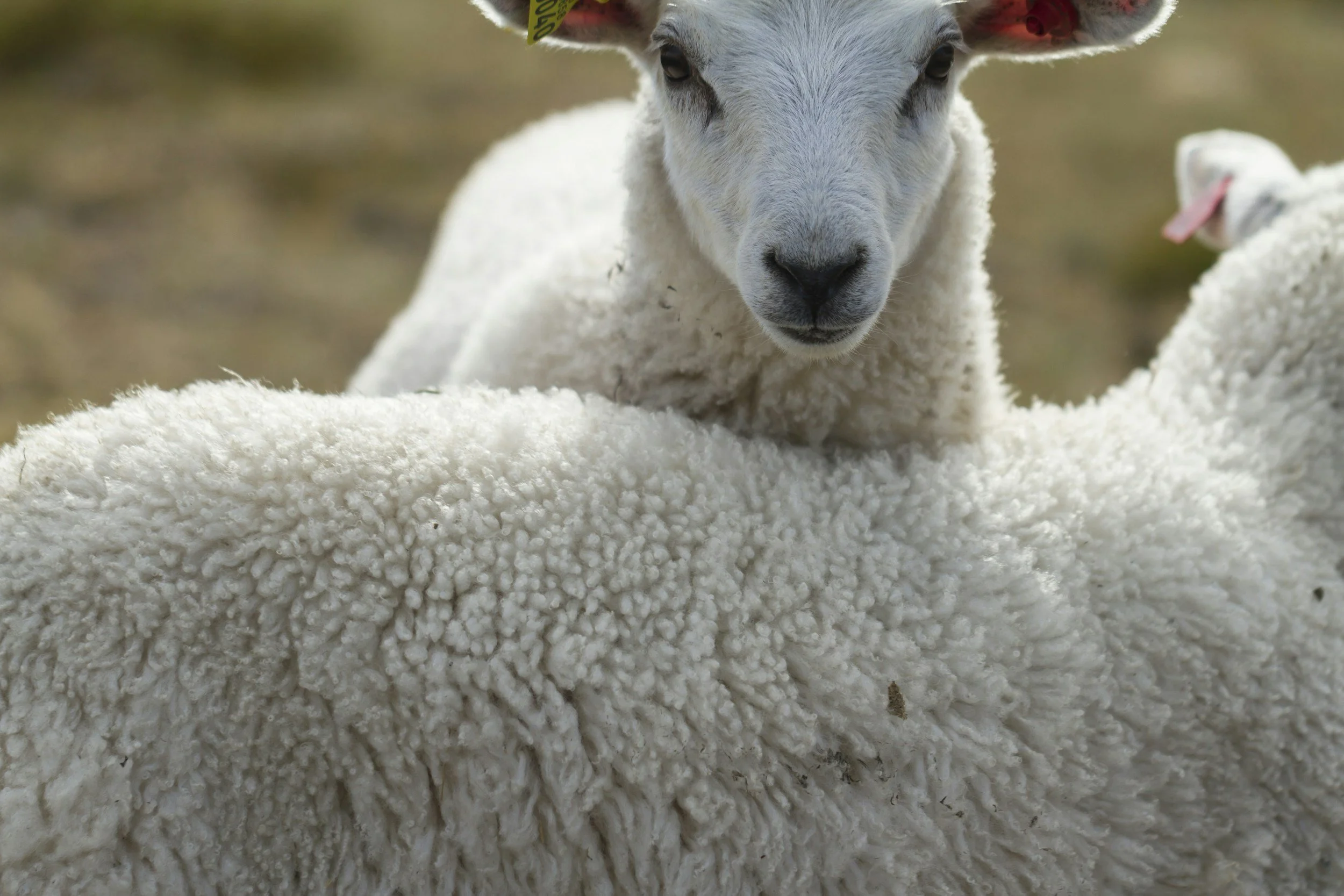 Reformation faces shareholder pressure over wool and leather as animal rights group buys stake