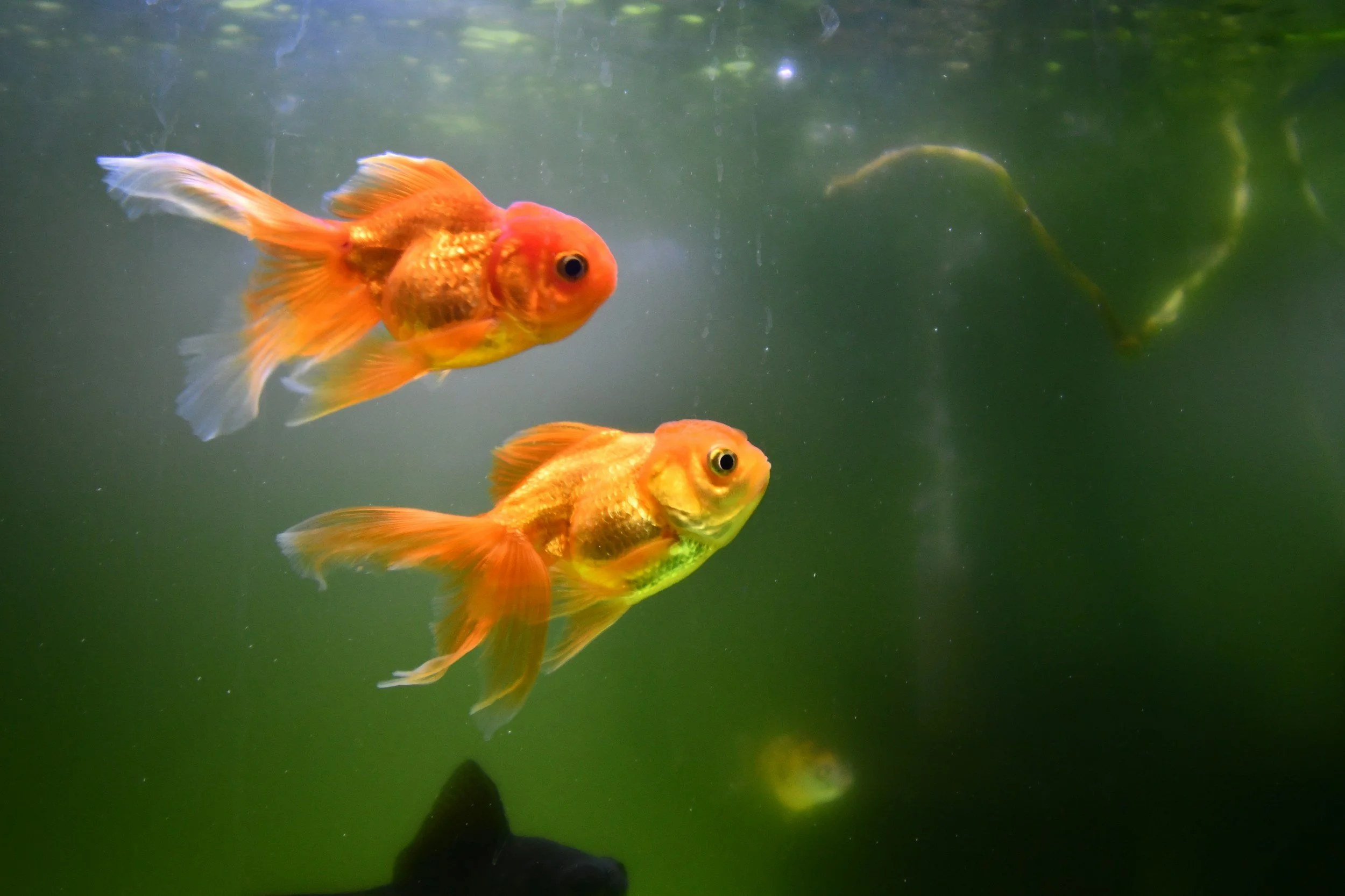 Goldfish are sentient beings, according to historic court ruling in Argentina