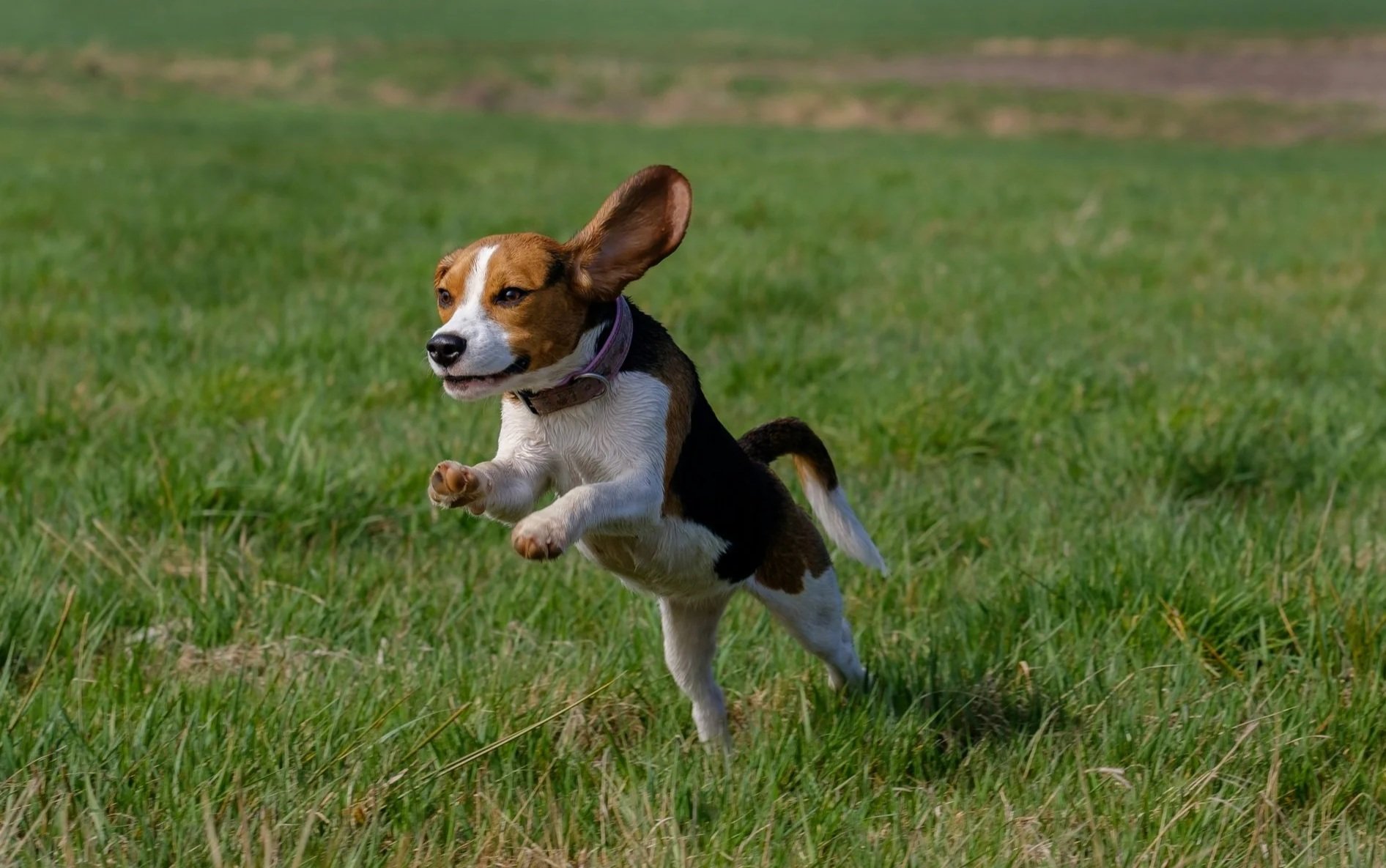 Victory! After Nearly 60 Years, the Last Beagles Are Finally Free From Ridglan Farms