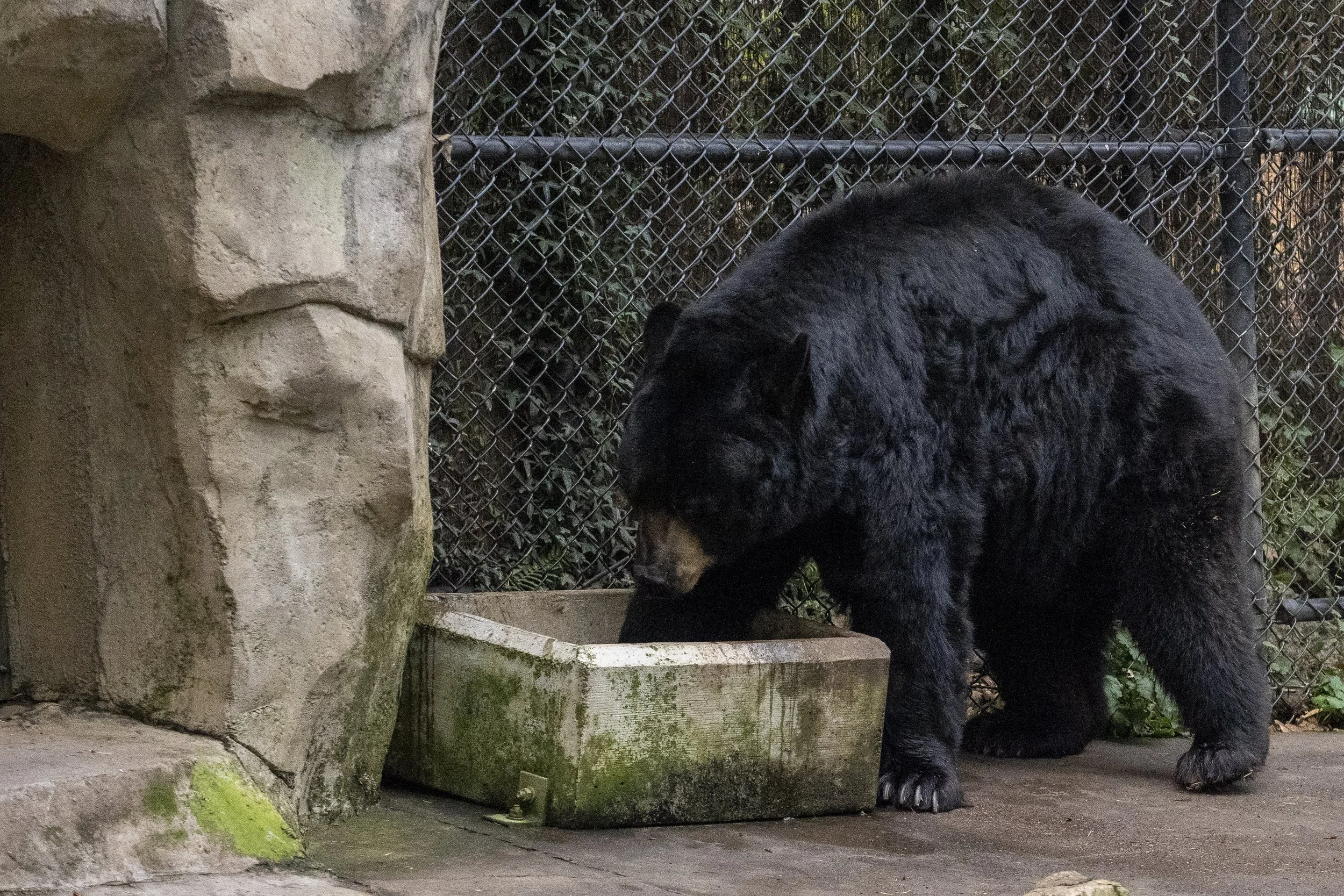Major Progress in the Fight to Close the Cherokee Bear Zoo