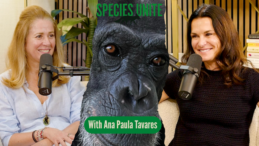 S14. E4: Ana Paula Tavares: Save the Chimps