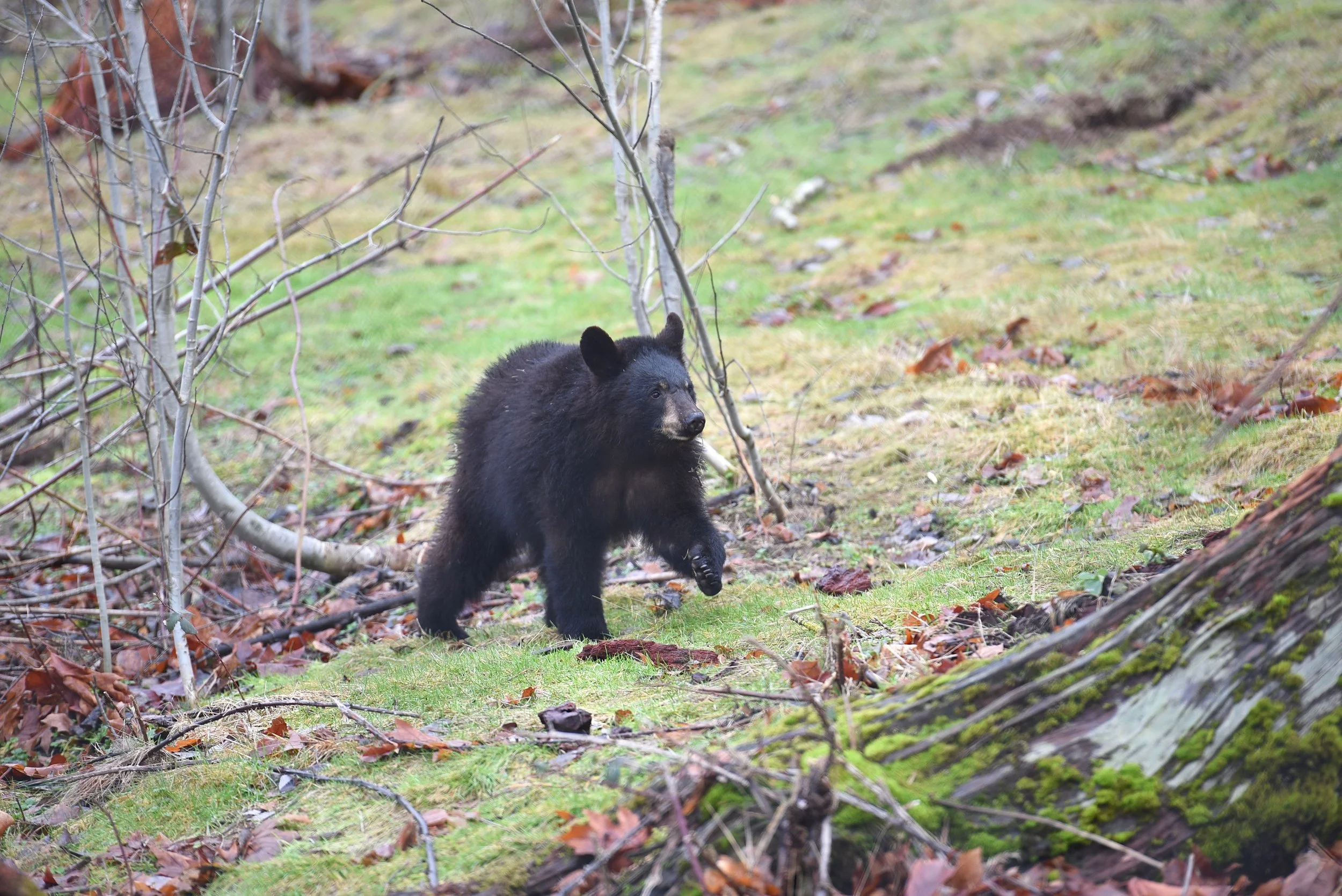 Florida Is Expanding Its Trophy Hunt for Black Bears