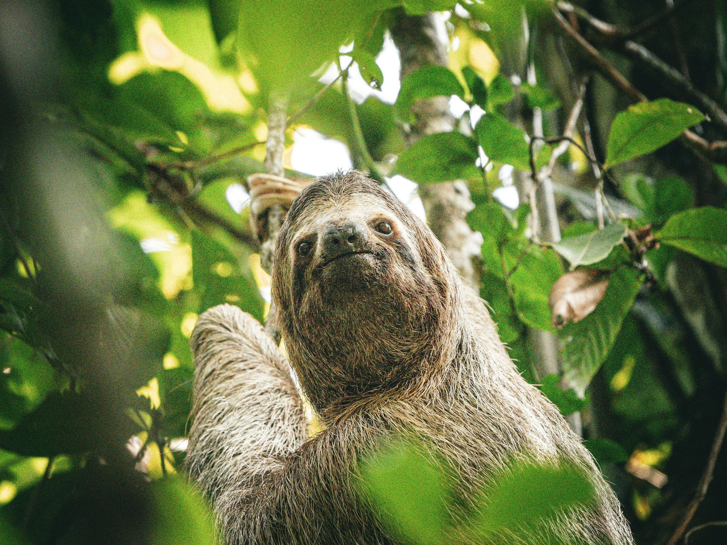 No criminal charges filed after dozens of sloths die at Orlando facility