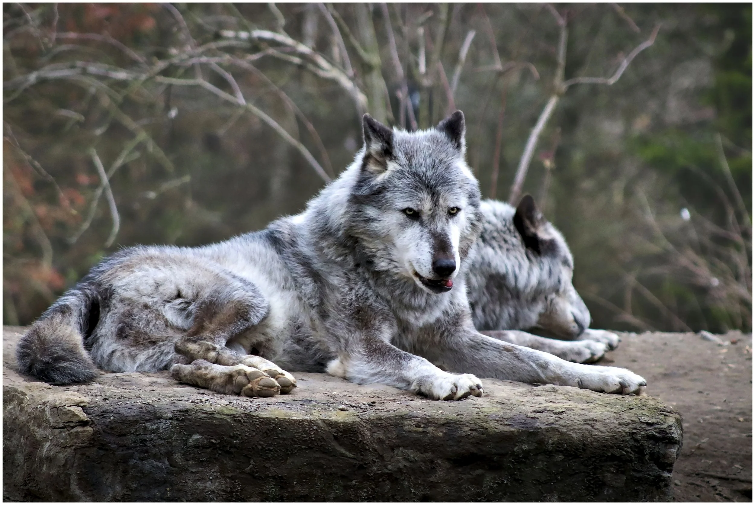 12,640 Signatures Delivered to Protect Yellowstone’s Mollie’s Wolf Pack