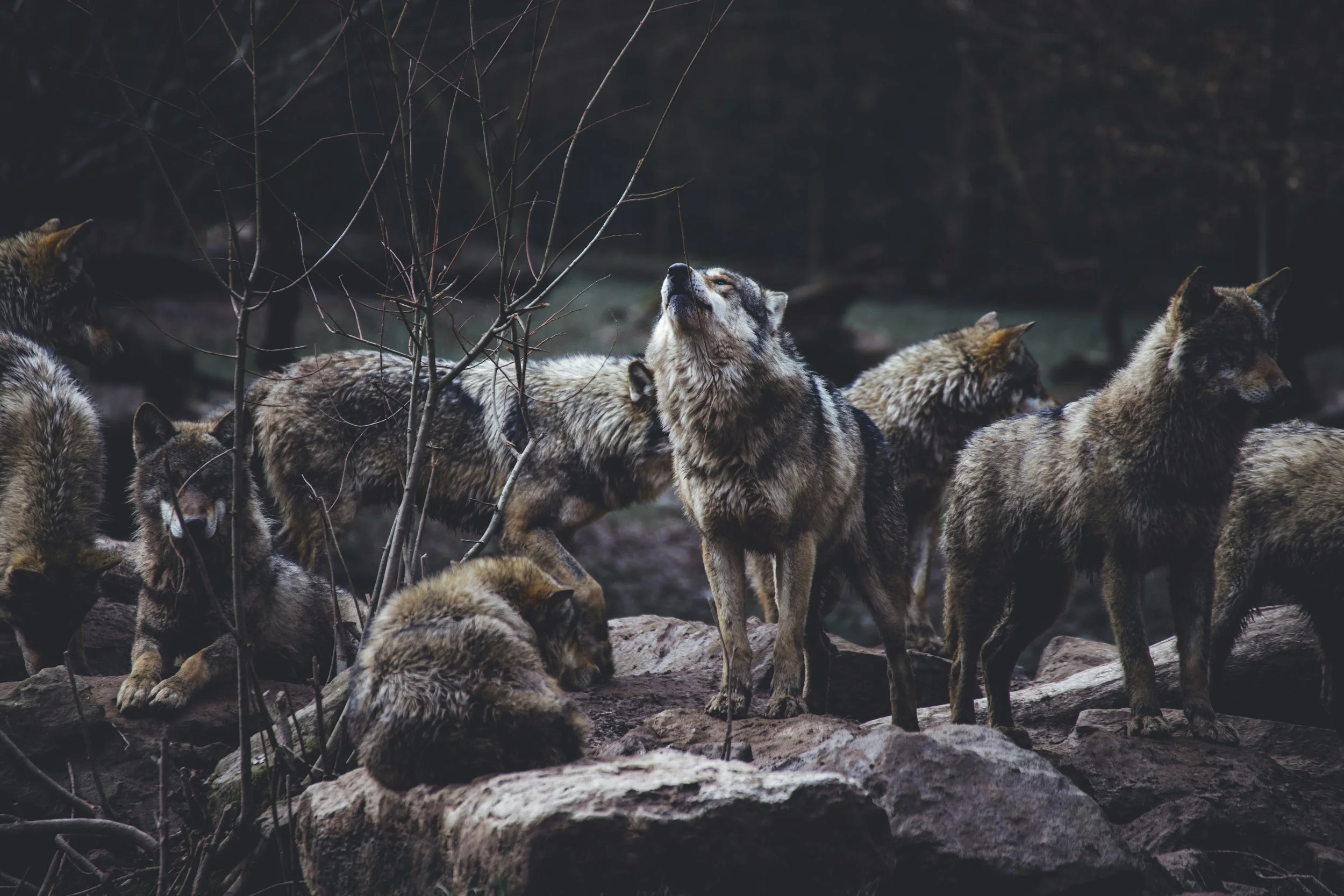 Wyoming Hunt Areas 1 and 2 Closed for the Season: Mollie's Pack Survived, but 4 Wolves Lost Their Lives