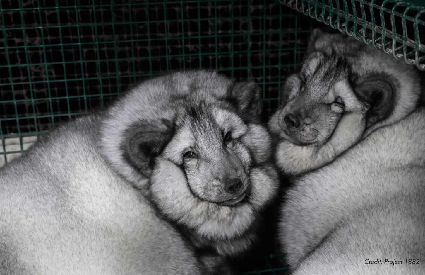 Species Unite Submits Over 50,000 Signatures Calling on Fendi to Drop Fur
