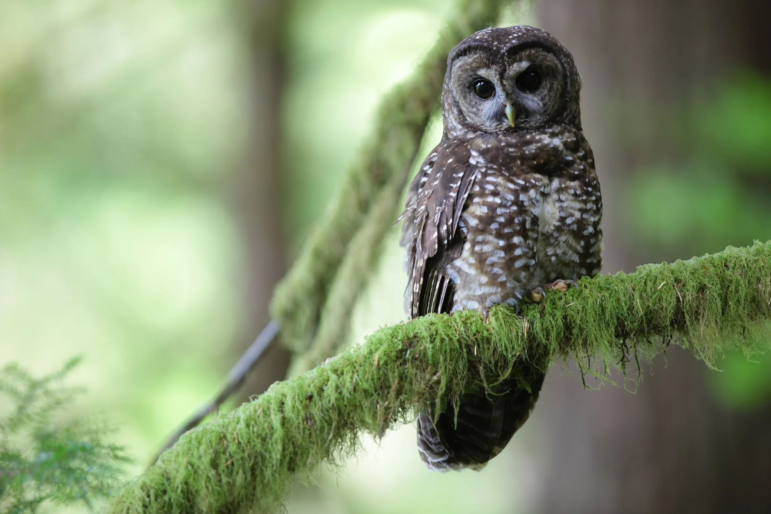 US federal agencies roll back definition of "harm" under Endangered Species Act