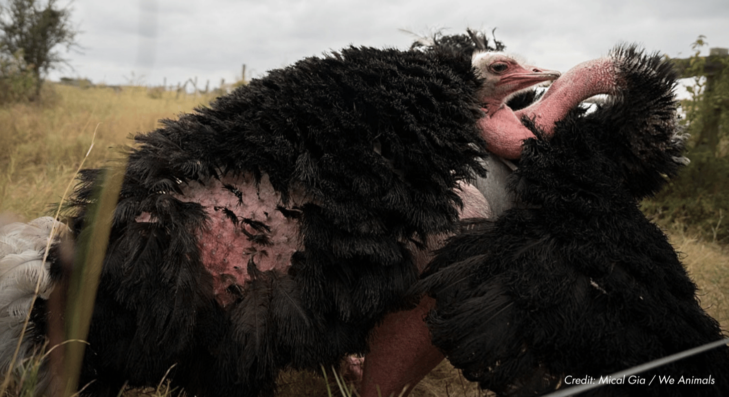 Shocking New Report Reveals Extreme Cruelty in Chanel's Ostrich Feather Supply Chain